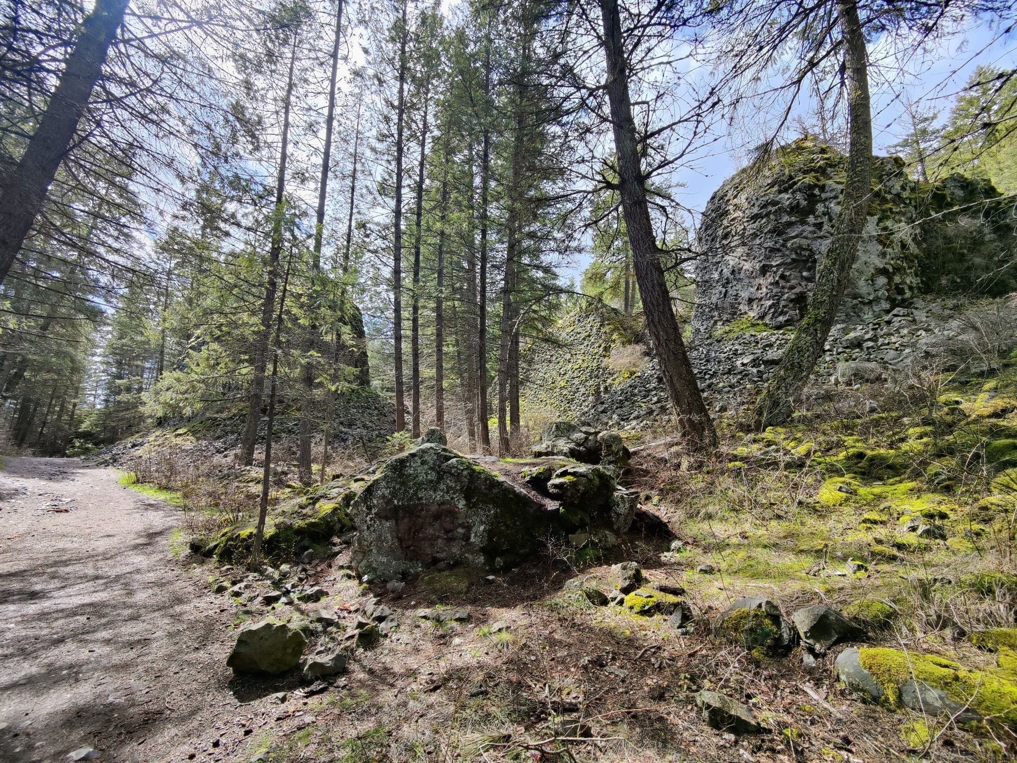 Forest trail with tall pine trees and mossy rock formations. - Bowl and Pitcher Overlook – Swinging Bridge loop from Wyakin Park