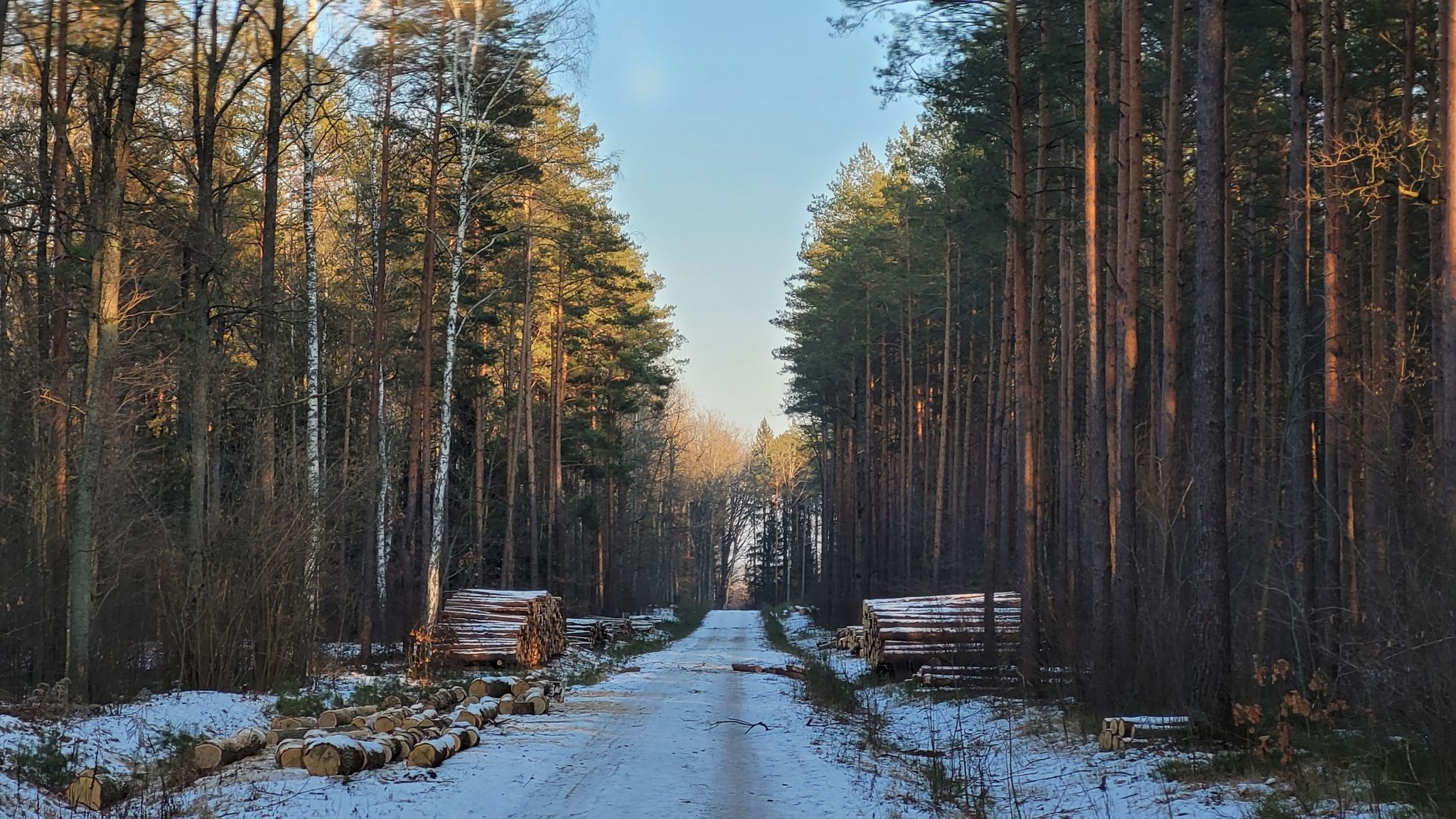 Tak zwana "gospodarka leśna" Lasów Państwowych w praktyce, Las Solnicki.