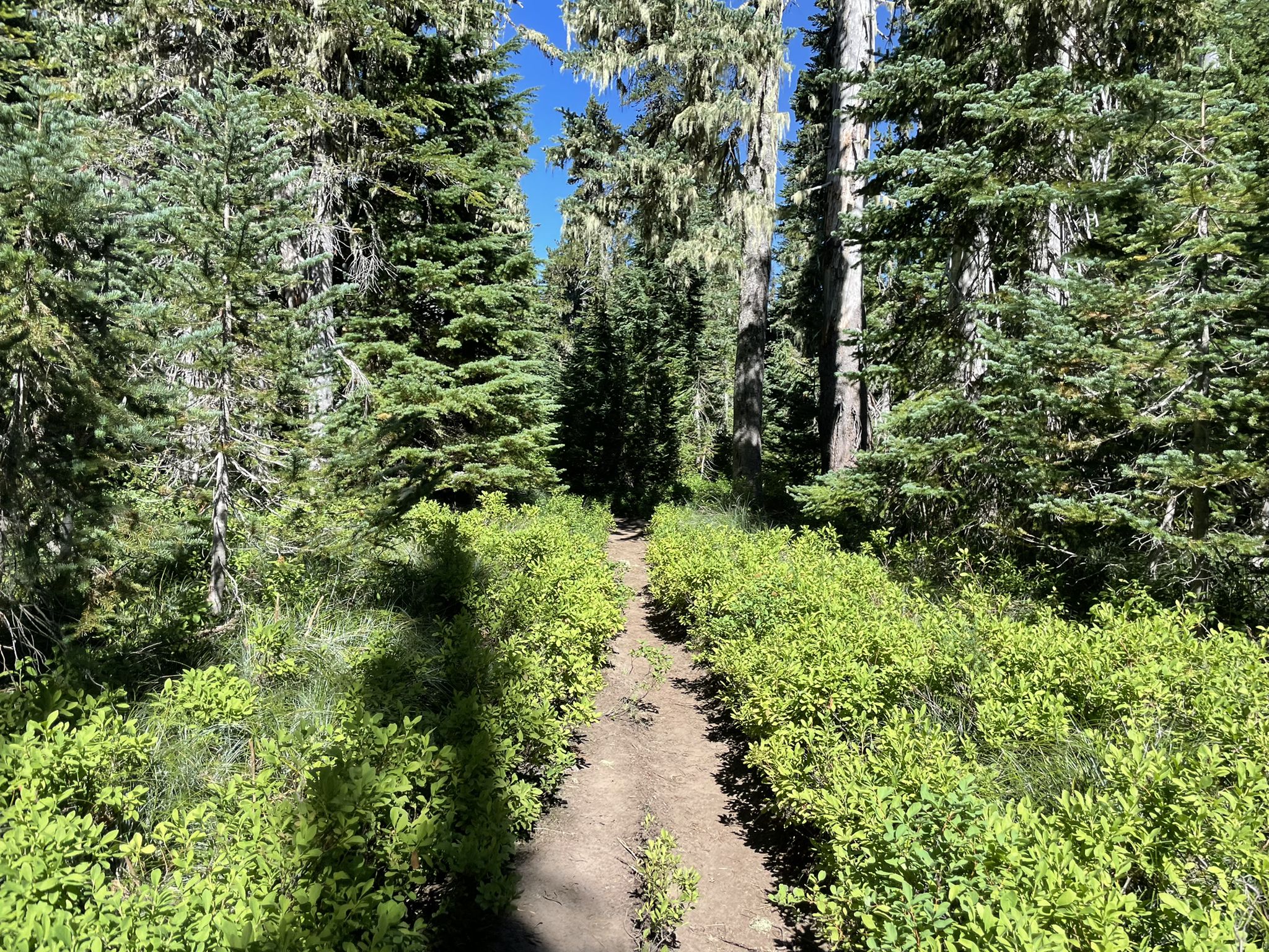 Narrow dirt trail winding through dense green bushes and tall evergreen trees. - Red Mountain Loop – Gifford Pinchot National Forest