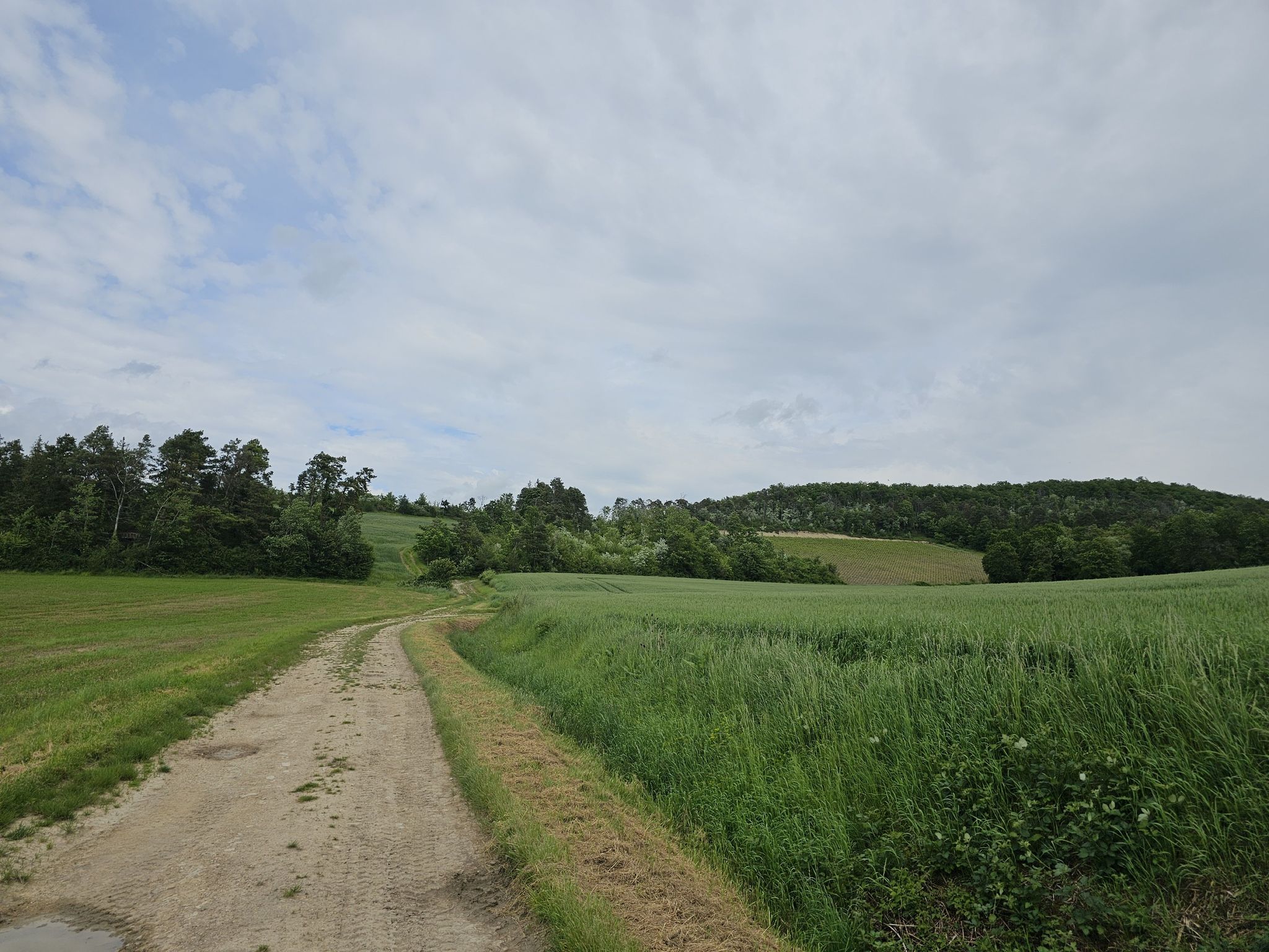 Weinberg, rechts oben im Bild