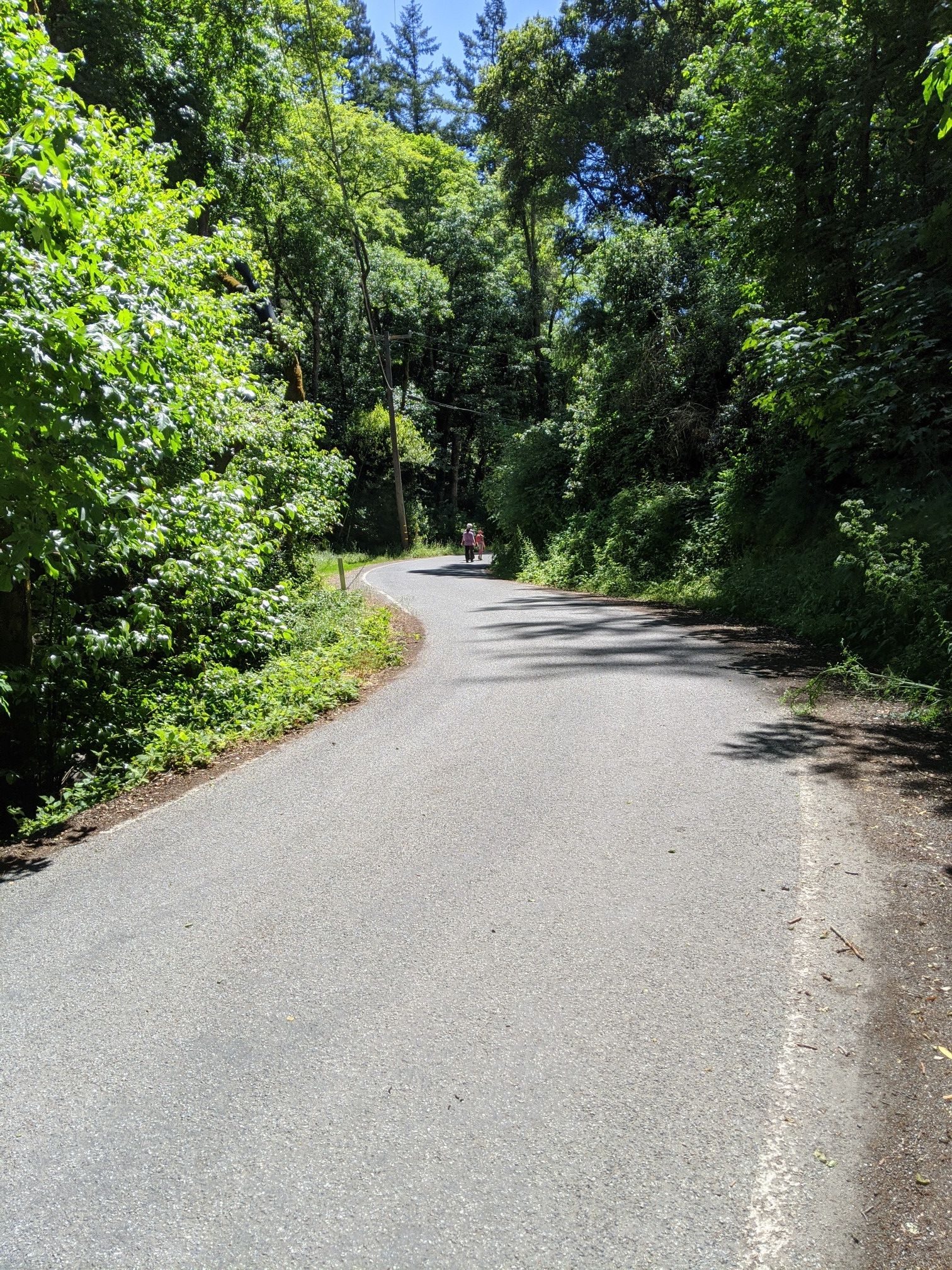 A paved road winds through a dense green forest with a distant person. - Canyon Trail loop from Picchetti Ranch Open Space Preserve