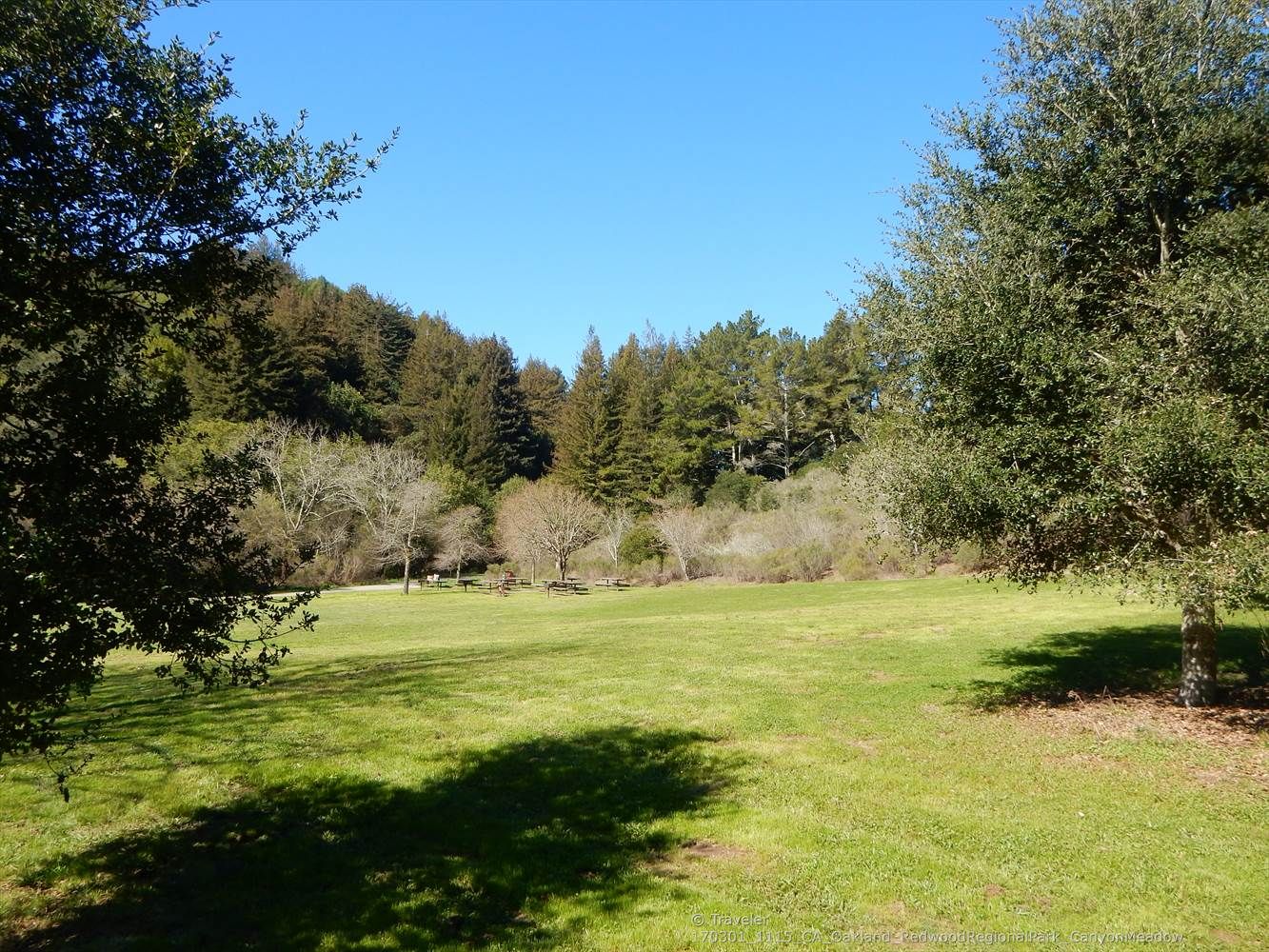 A wide, sunny green meadow surrounded by dense forest under blue sky. - Bridle and Stream Trail Loop