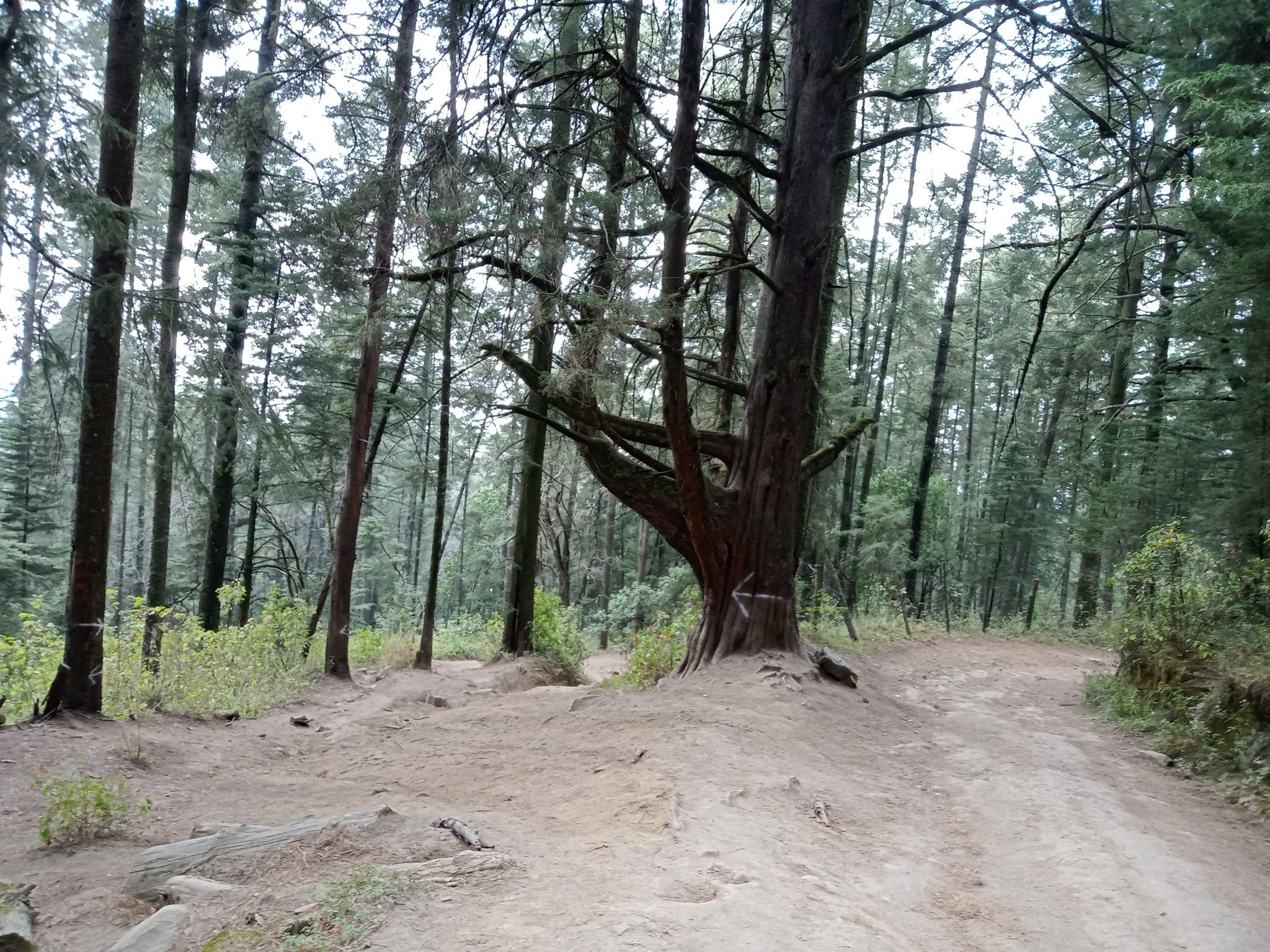 árbol con flecha dos caminos