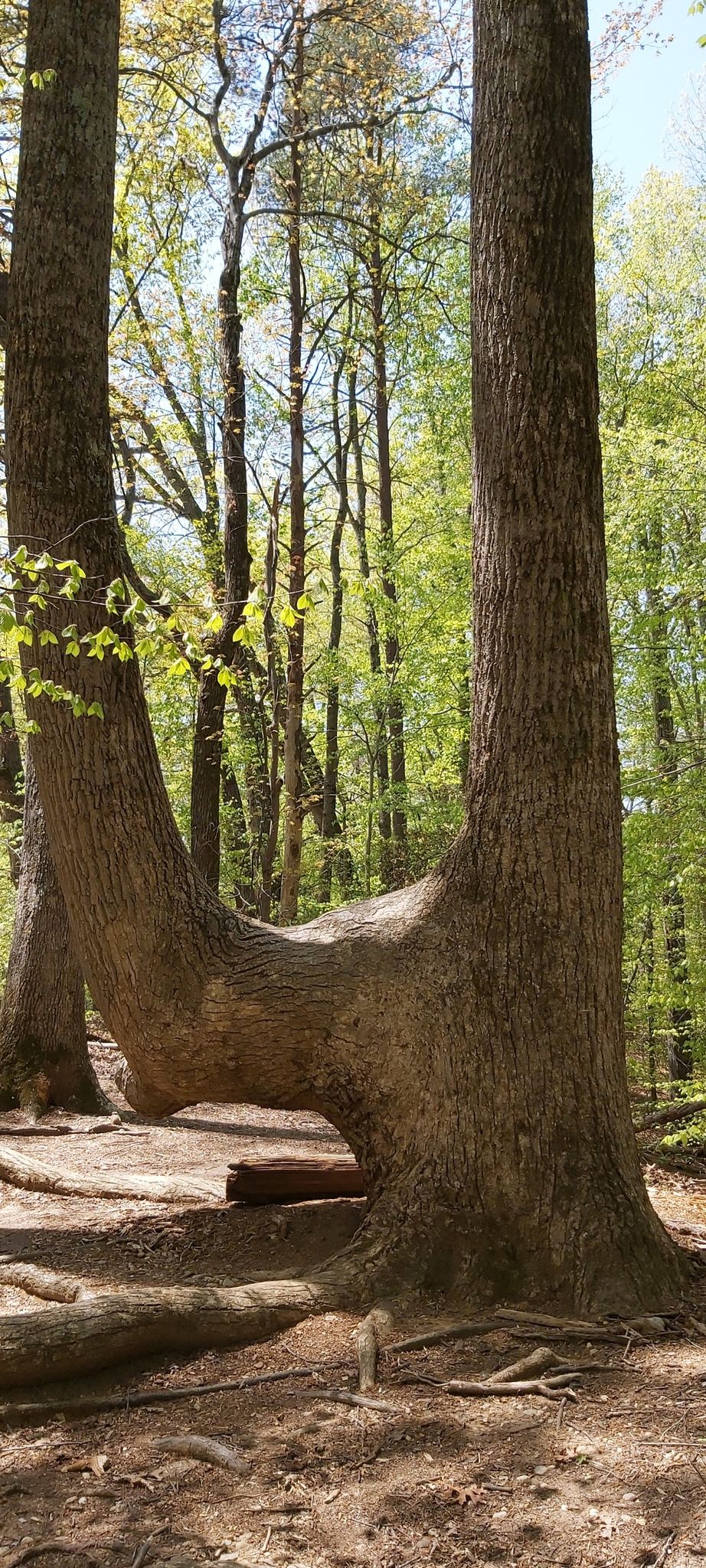 A large tree with a unique U-shaped trunk stands in a sunny forest. - Birch Bluff and Laurel Trail Loop
