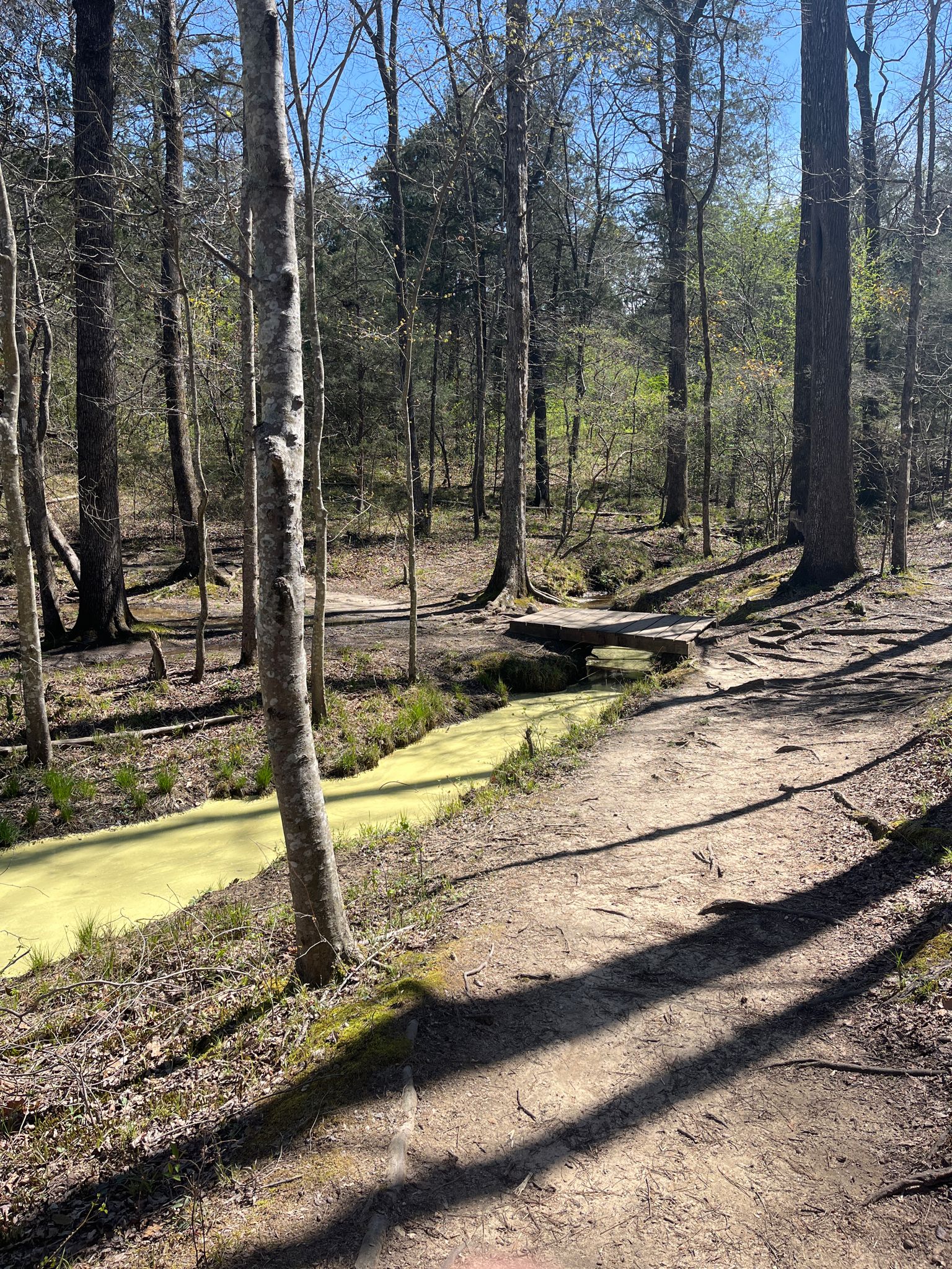 Sunny forest path next to a green stream with a small wooden bridge. - Tribble Mill Park – Harbins Park loop from Grayson