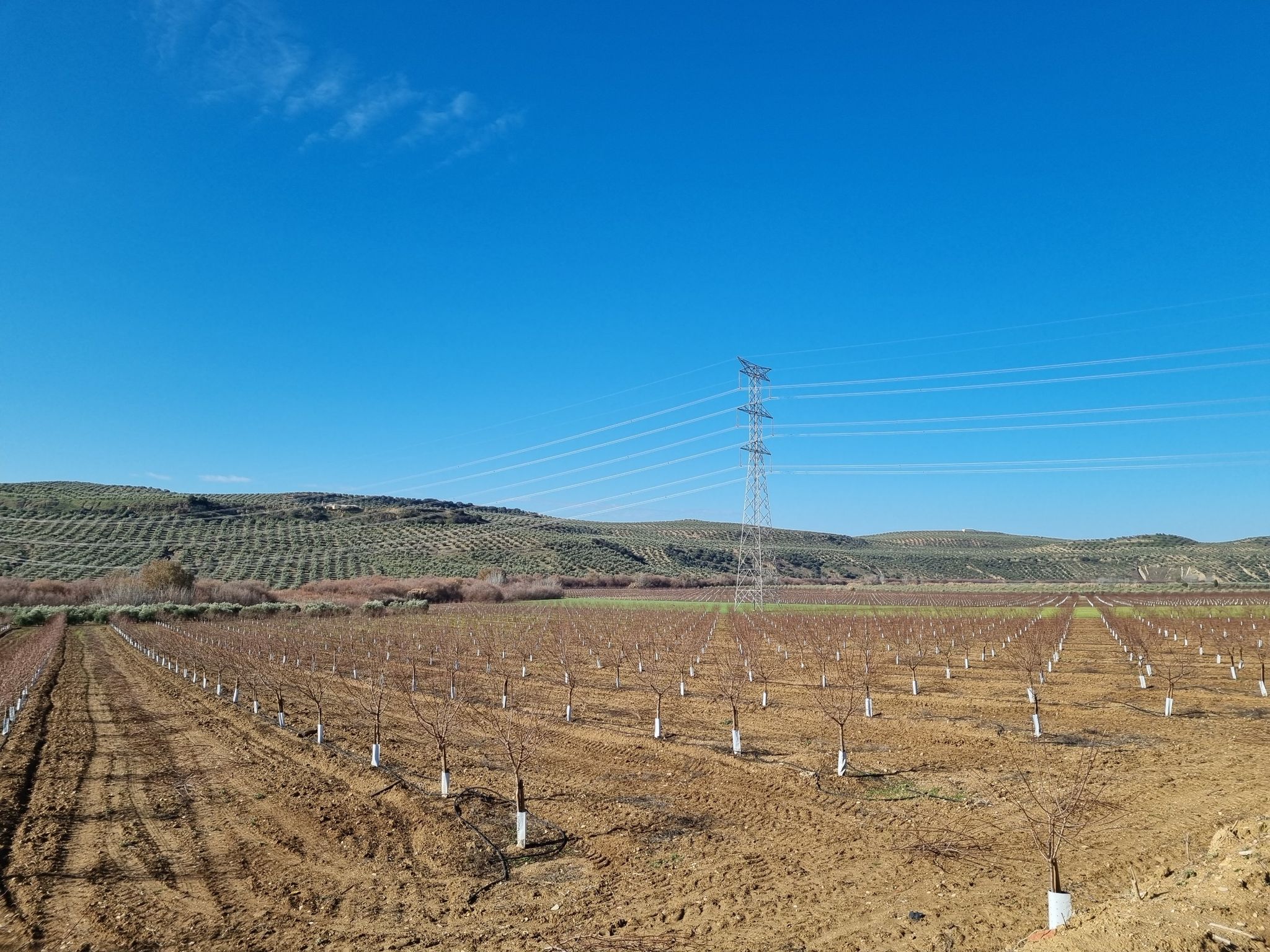 Campos de almendros