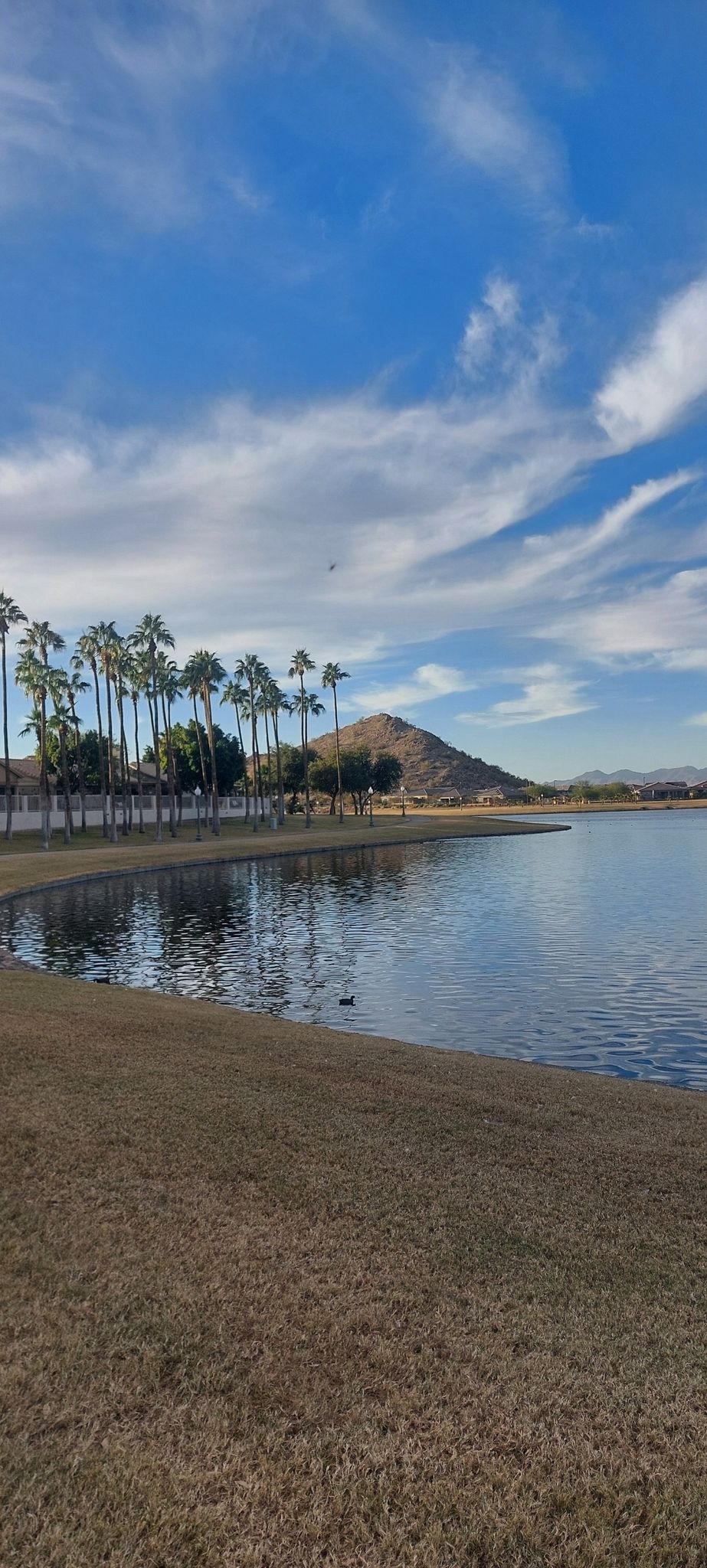 Sunny lake with palm trees, grassy shore, and distant hill under blue sky. - Estrella North and South Lakes Loop
