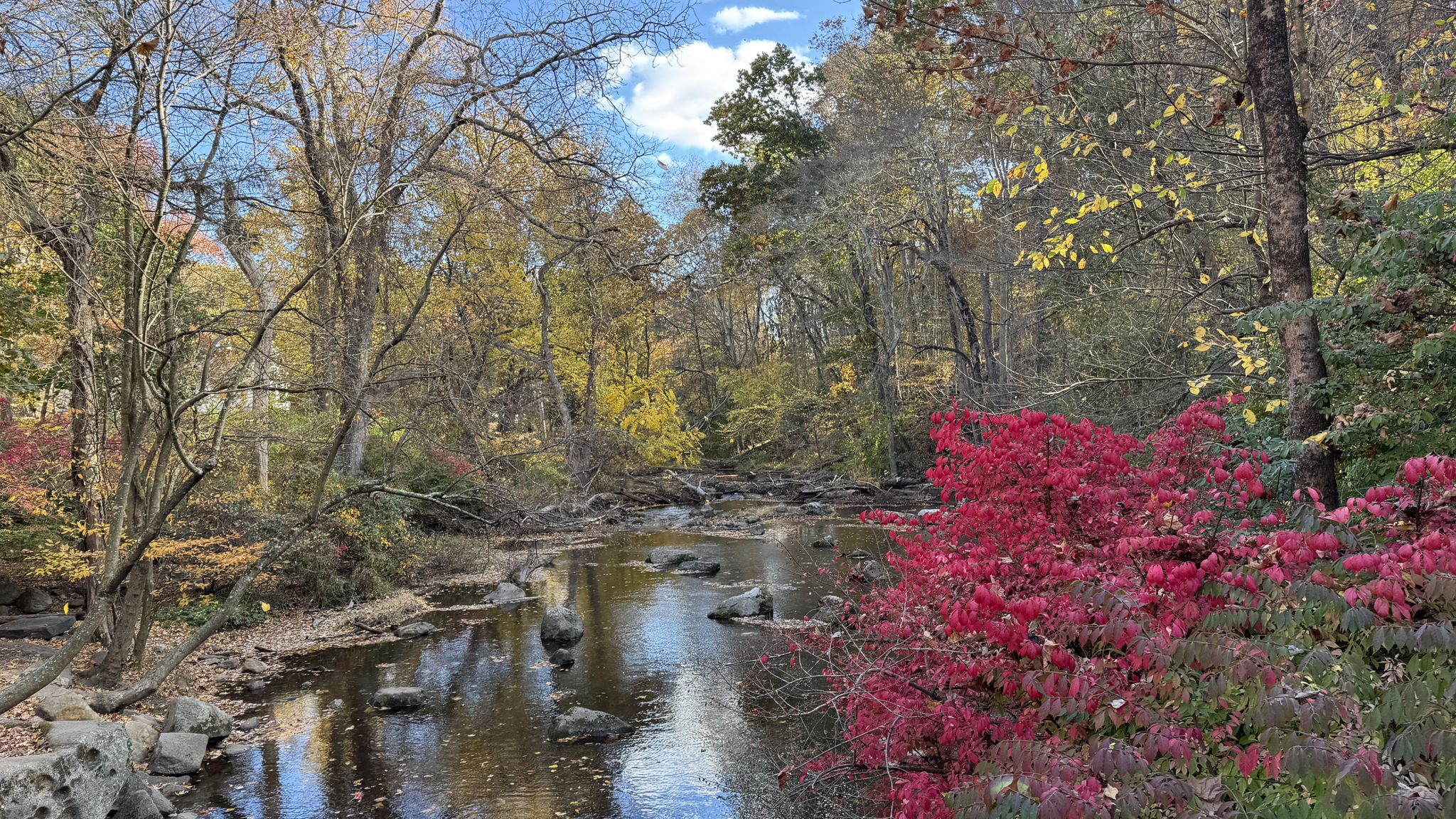 A rocky river flows through a vibrant autumn forest under a bright sky. - Rockwood Lake & Mianus River Park loop