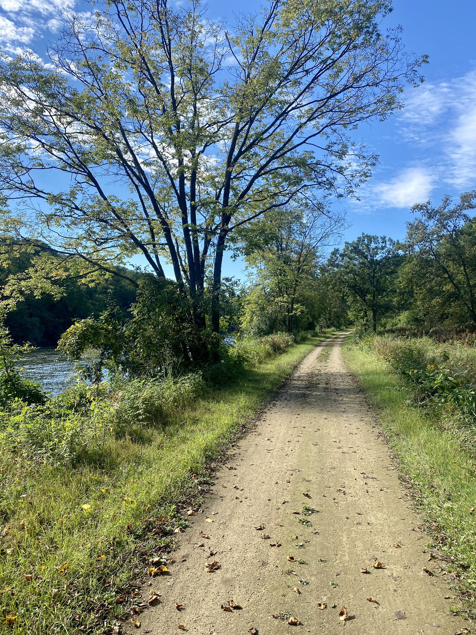Sunny dirt path through grass, large tree, and river in the background. - Harvey Hill – Devil's Punchbowl loop from Menomonie