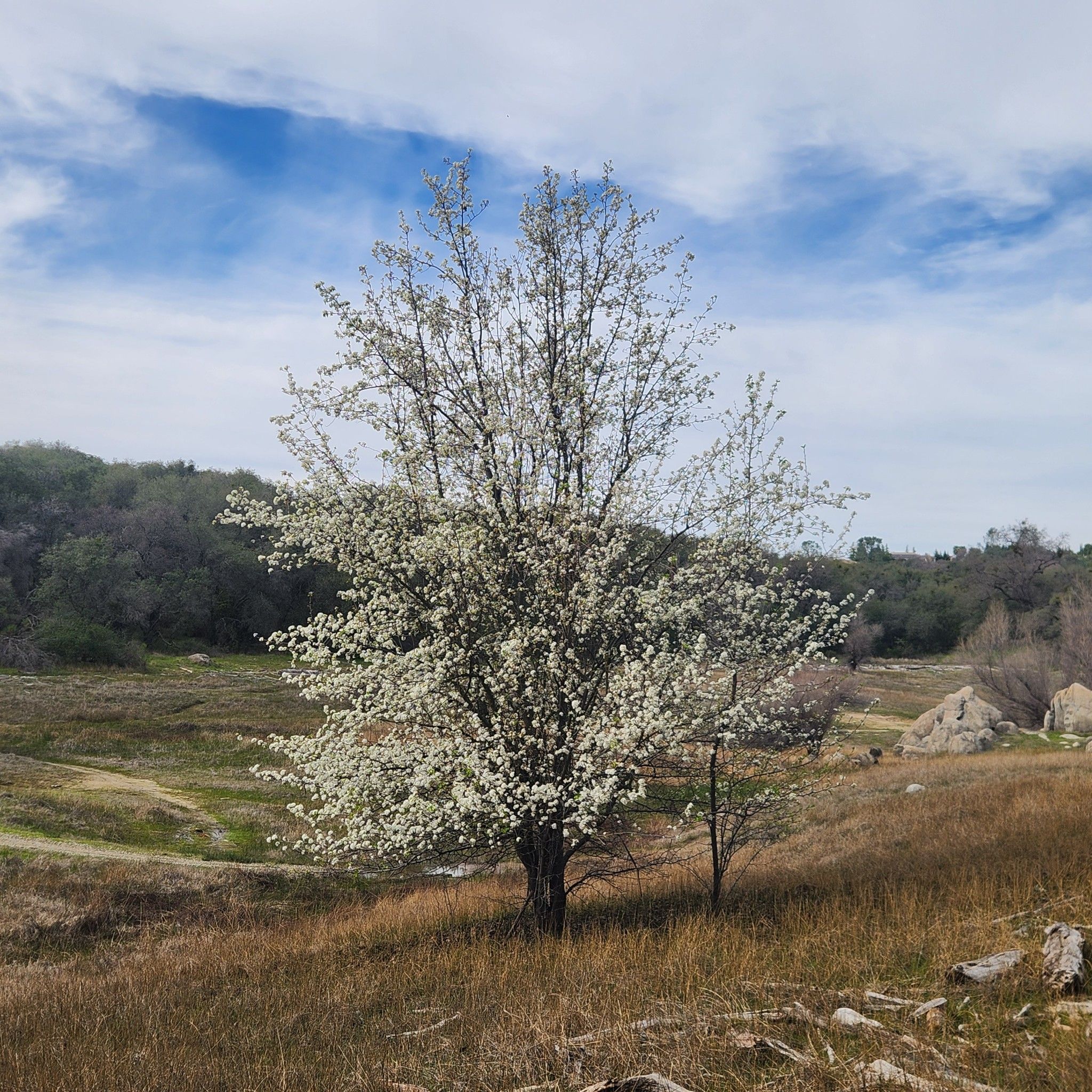 A white flowering tree in a dry, grassy field under a blue sky. - Doton's Point and Blue Pipe Loop