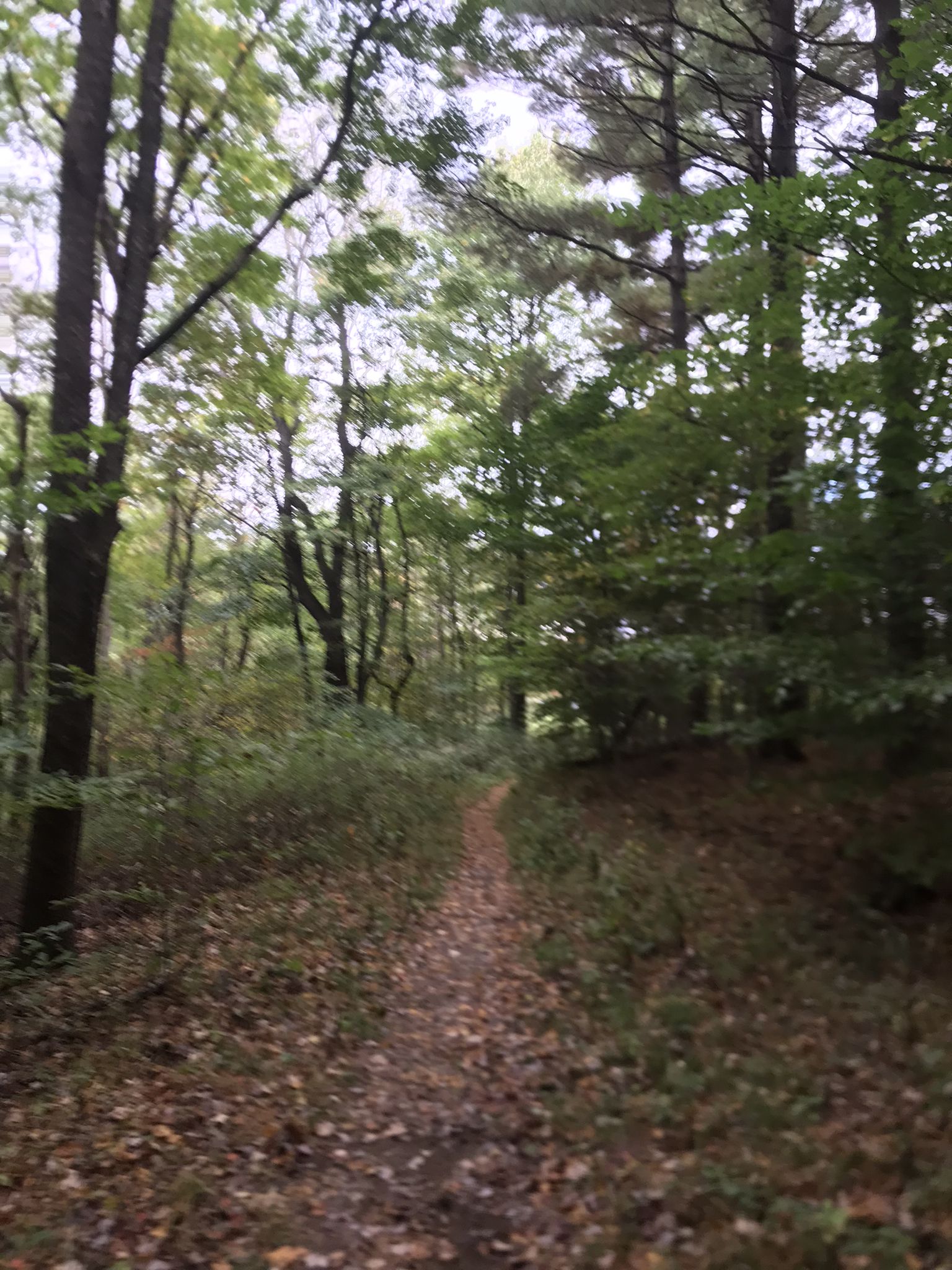 A narrow dirt path winds through a dense, green forest on an overcast day. - Mohican MTB Trail – Mohican Bike Trail loop from Mohican Adventure Aerial Park