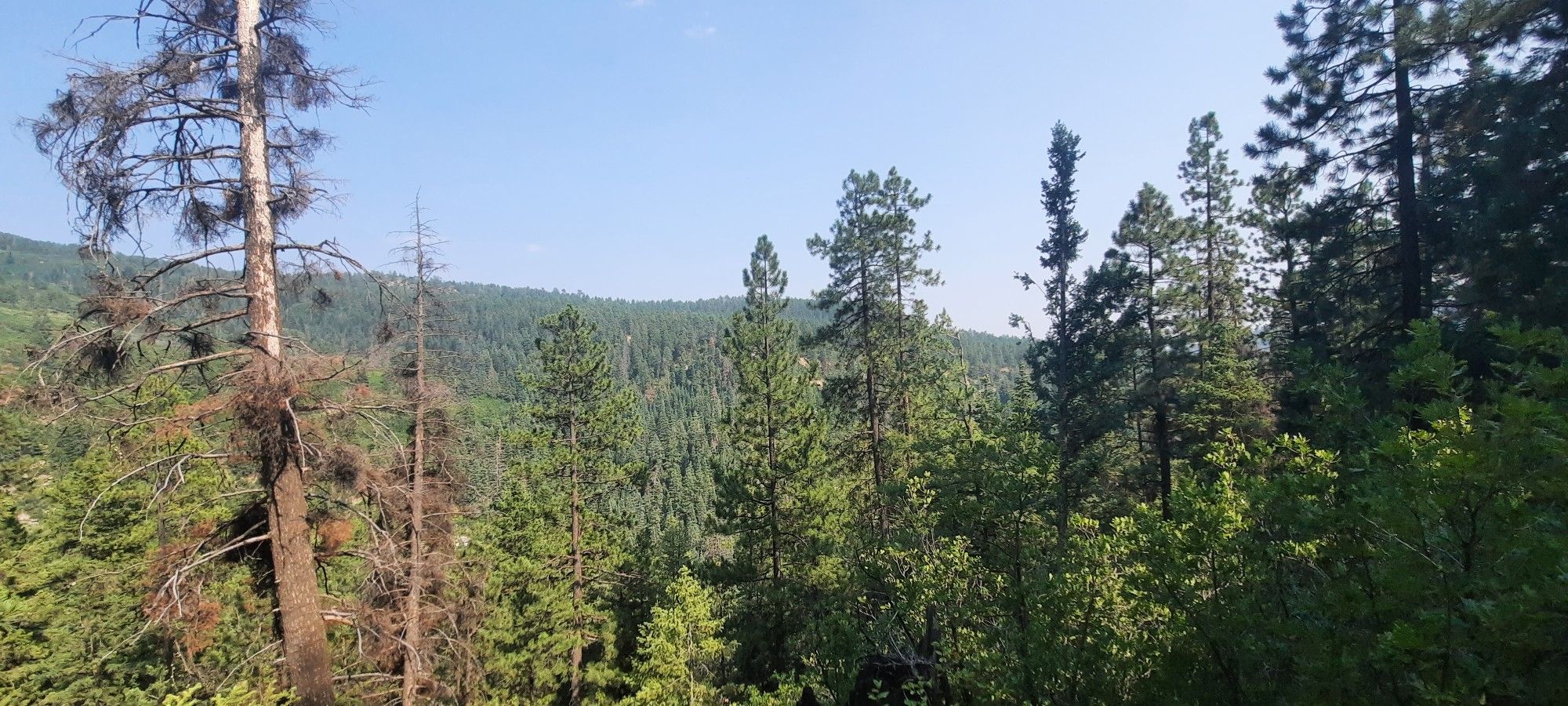 A dense forest with tall evergreen trees and some dead snags under a clear sky. - Colorado Trail to Gudy's Rest
