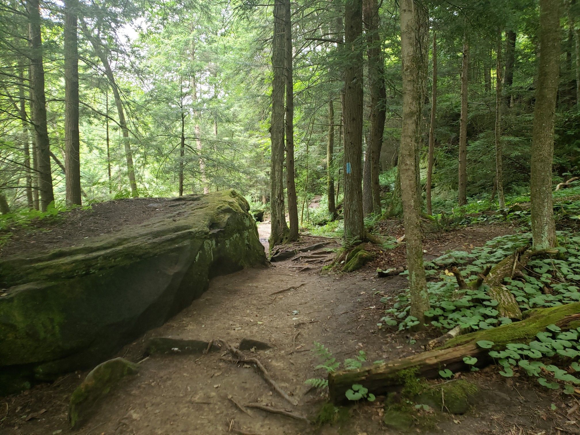 A dirt path winds past large mossy boulders in a dense green forest. - Kildoo Trail