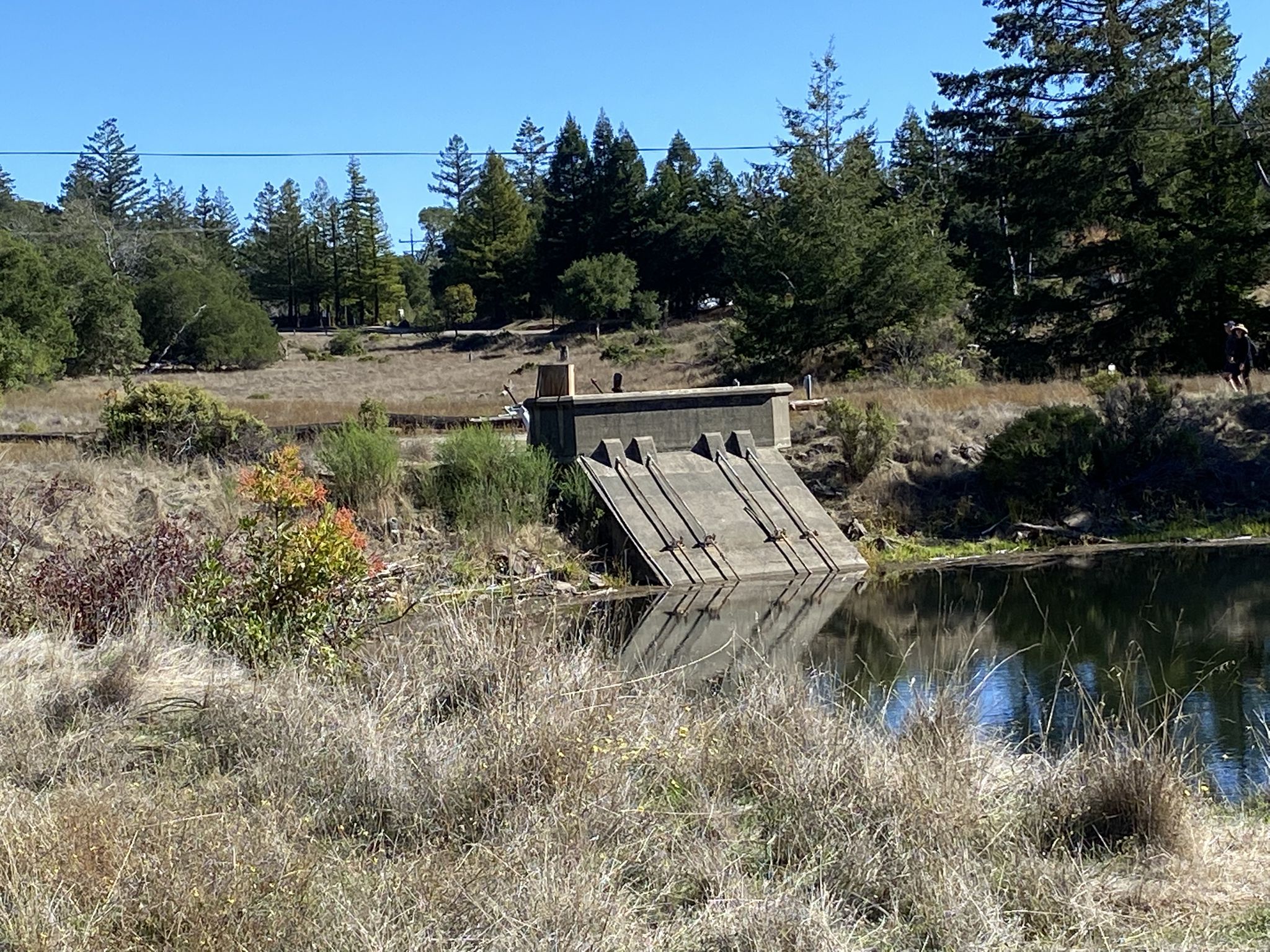 Concrete spillway structure in water, surrounded by dry grass and pine trees. - Phoenix Lake and Yolanda Trail Loop