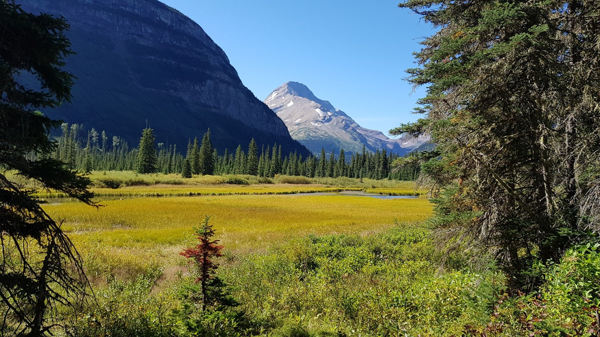 A vast golden meadow with a pond, framed by mountains and evergreen trees. - Gunsight Pass Trail