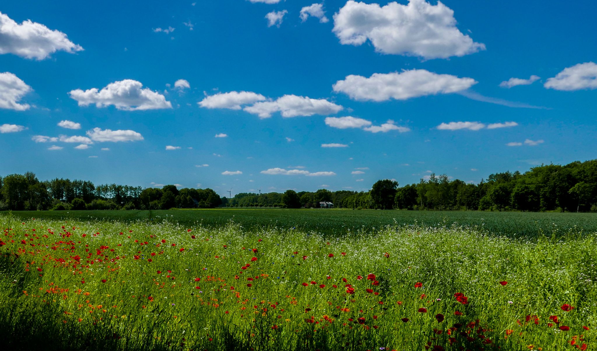 Blumenwiese