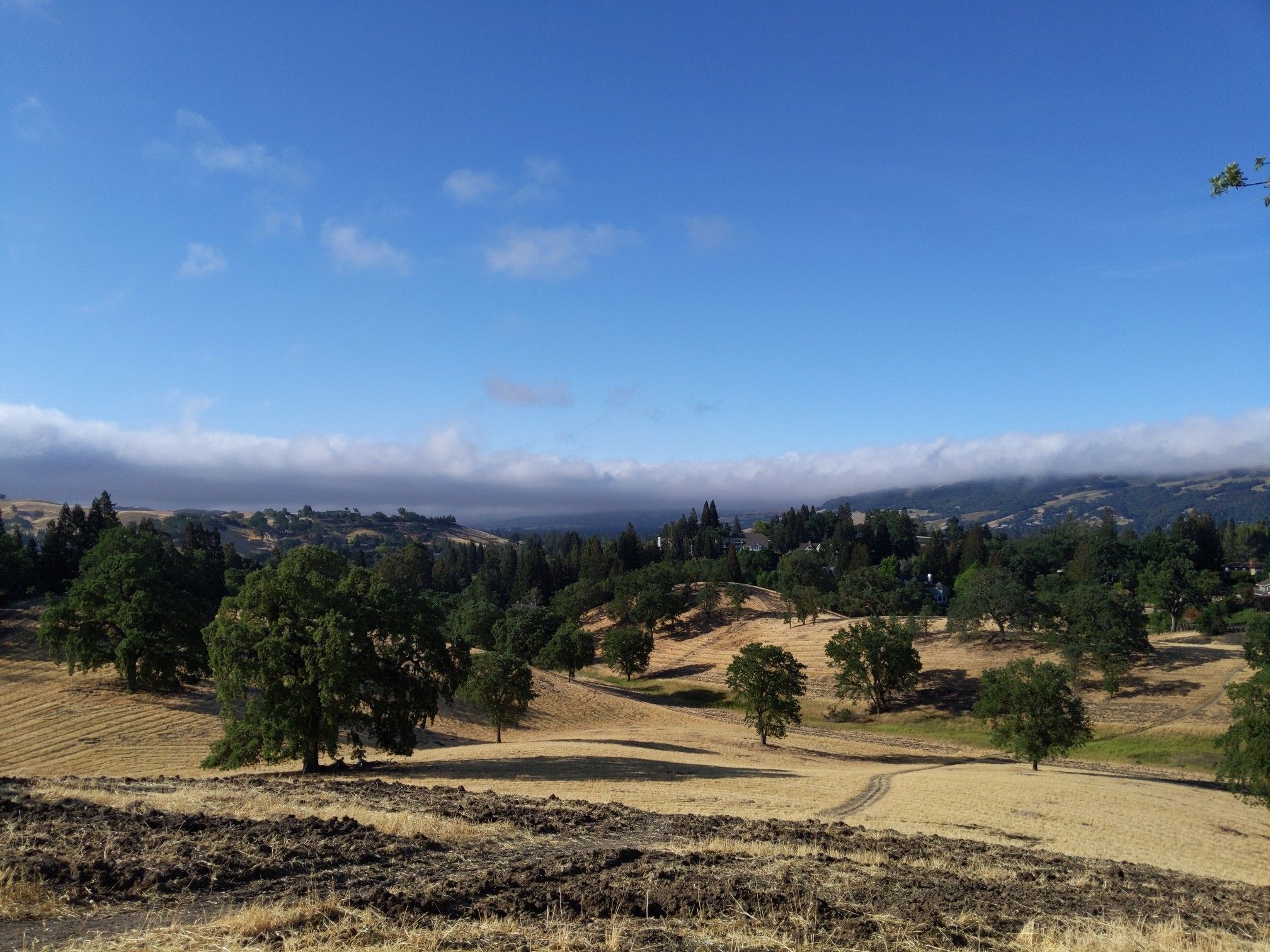 Golden hills with scattered trees under a bright blue sky and distant clouds. - Oak Hill Park loop