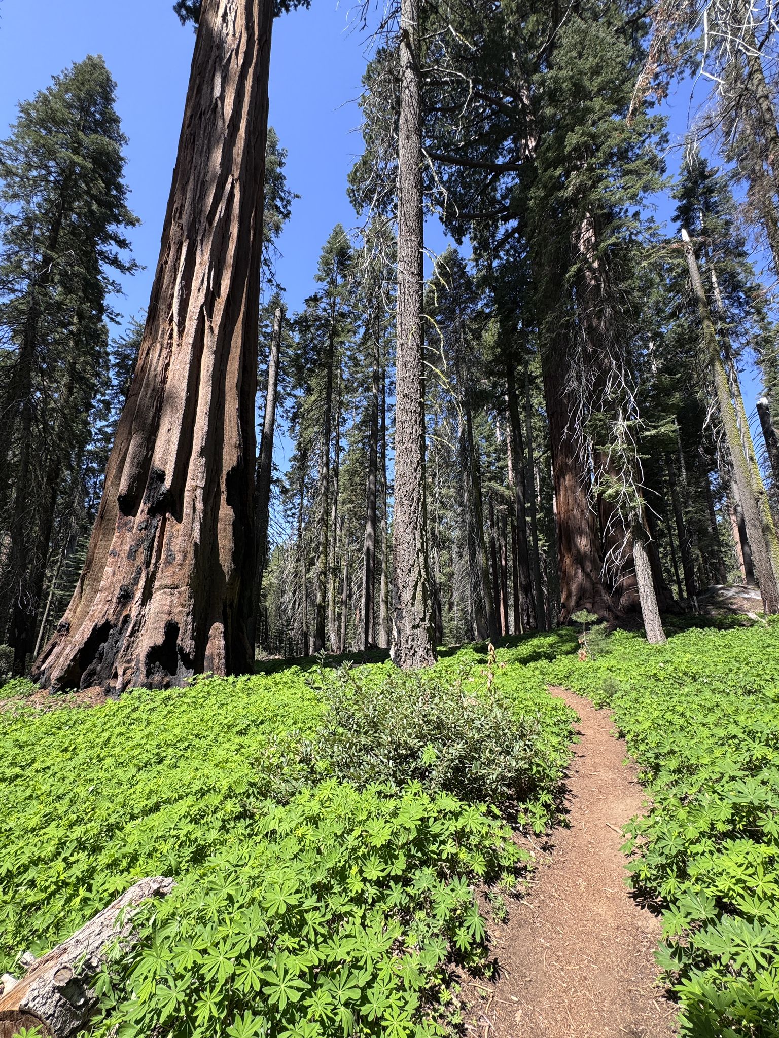 Dirt path through a vibrant green forest with towering trees under a blue sky. - President Tree – The Senate Giant Sequoias loop from Bobcat Point