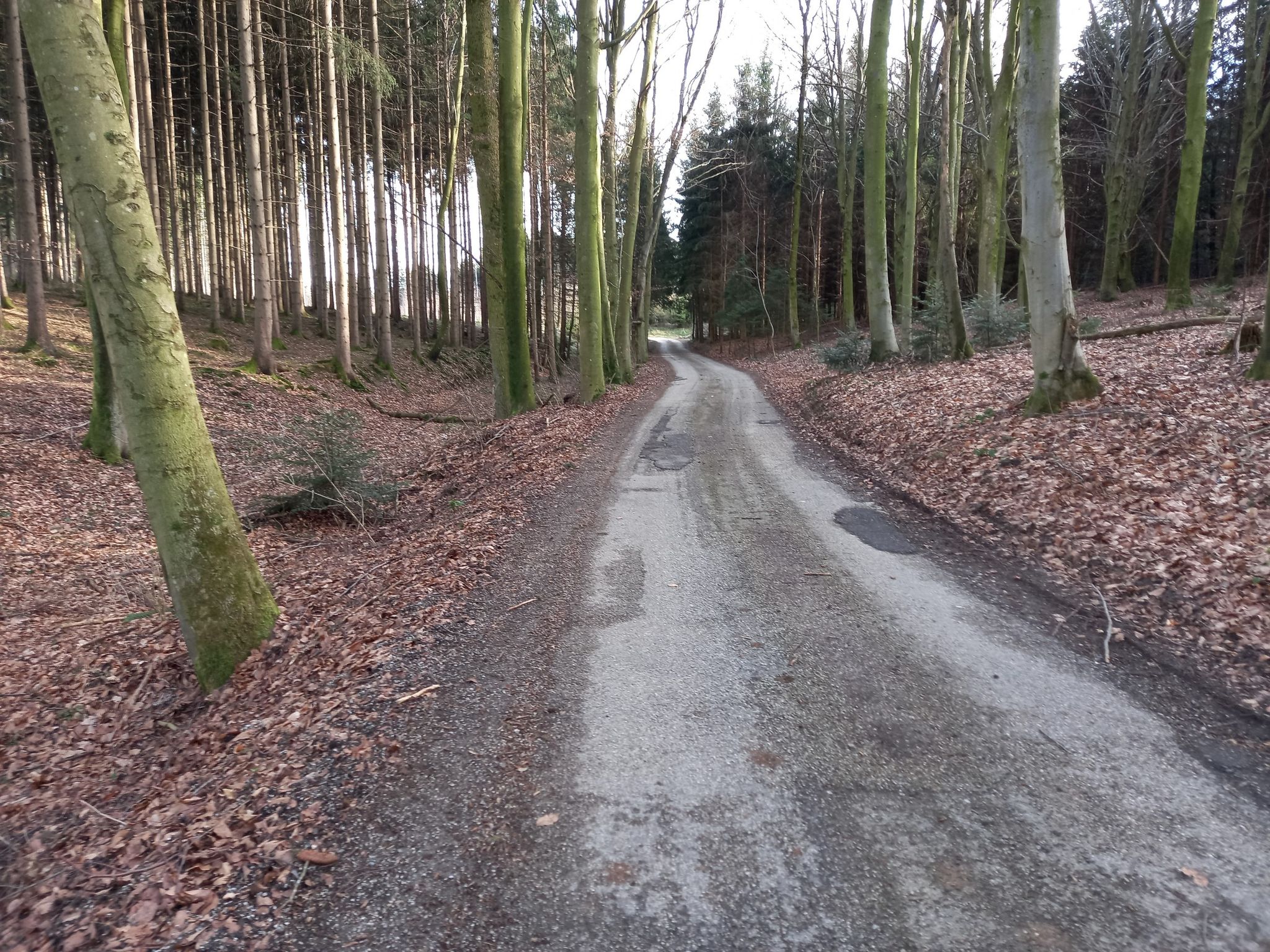 Langes Waldstück, auch zum Radfahren schön