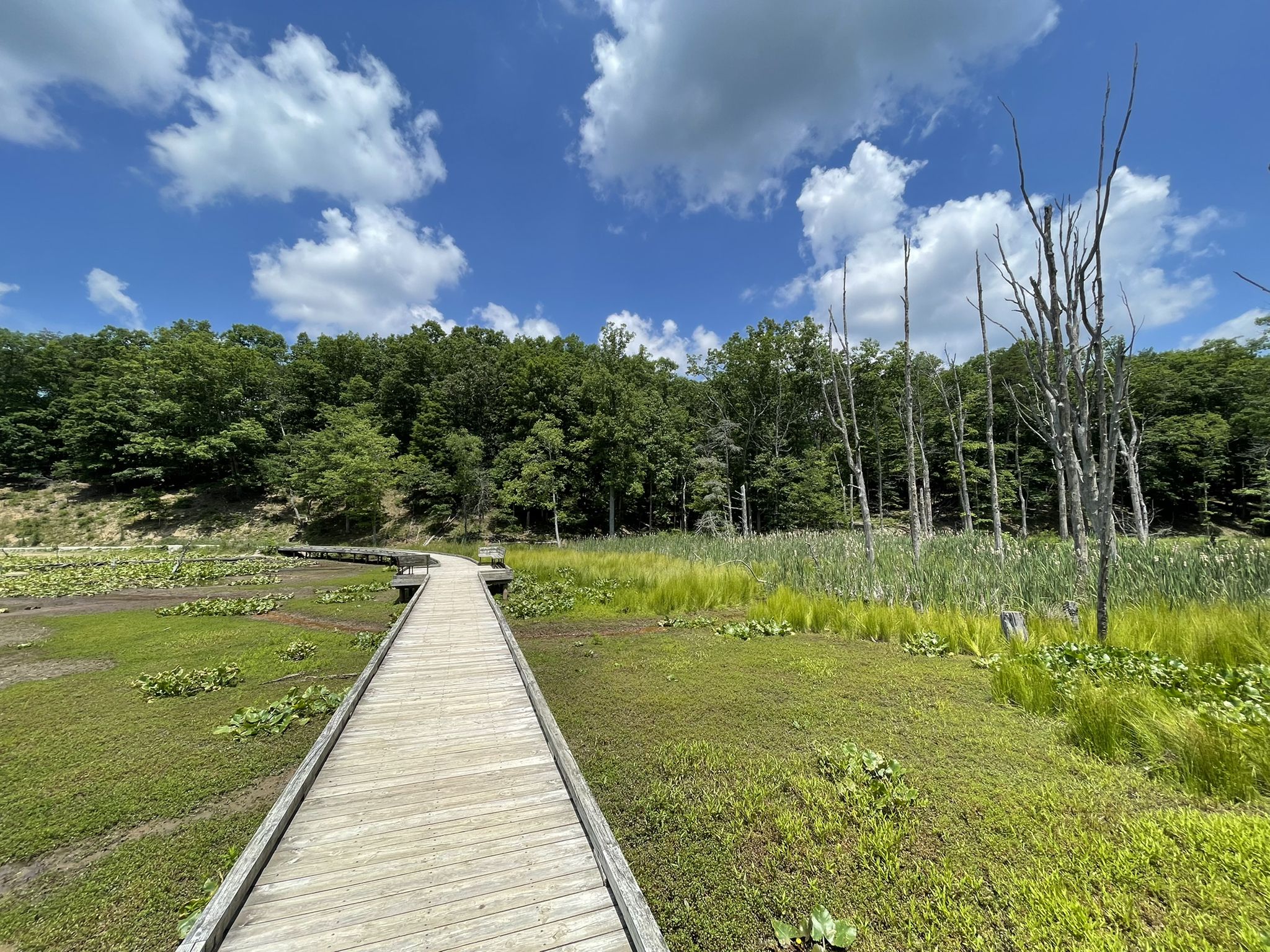 Wooden boardwalk through a wetland with trees under a blue sky. - Pandapas Pond Loop via Joe Pye and Horse Nettle