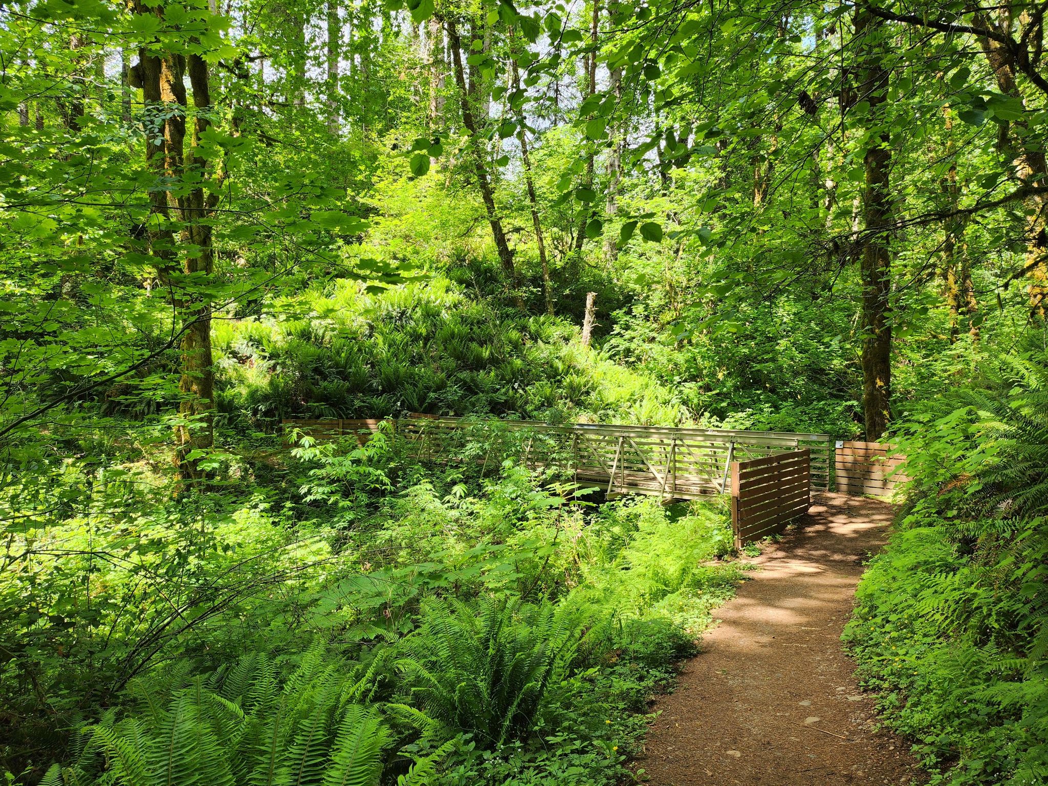 A dirt path leads to a metal footbridge in a vibrant, sunlit green forest. - Mima Falls Loop
