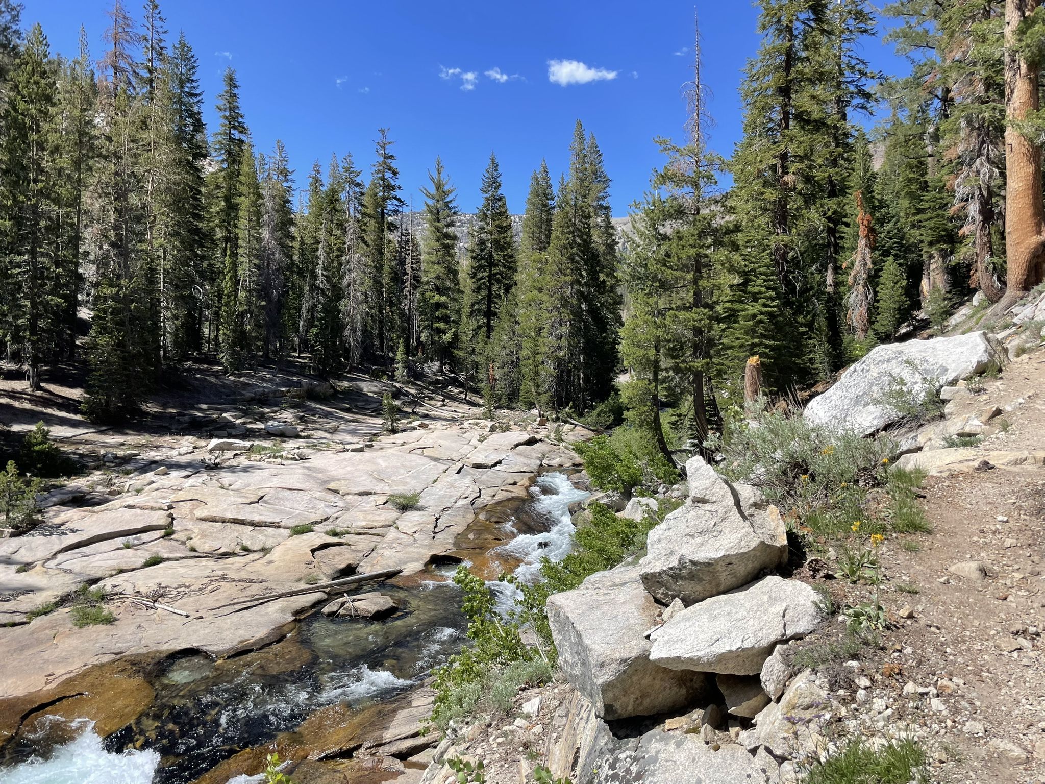 Rushing stream over flat rocks, bordered by a dense pine forest. - San Joaquin River via the Pacific Crest Trail