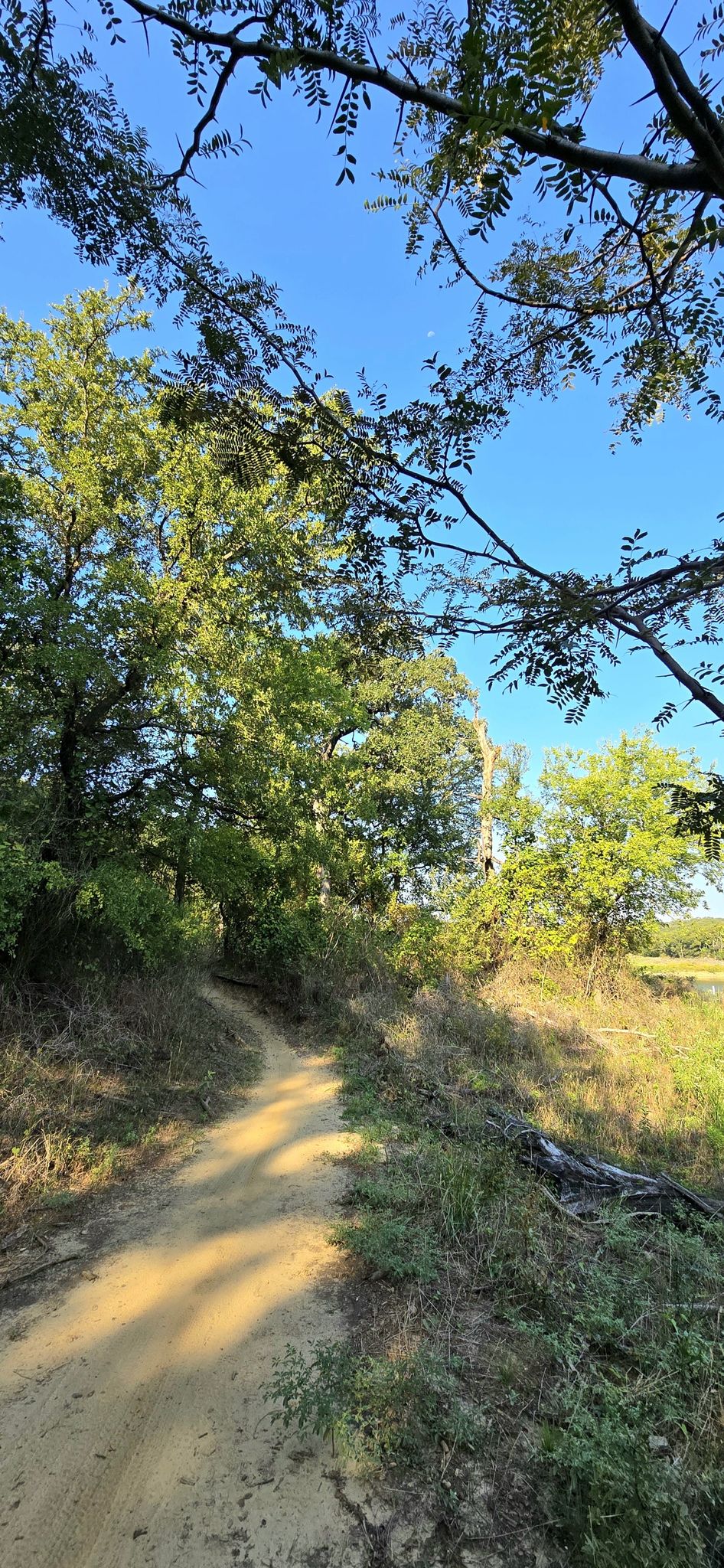 A dirt path winding through green trees under a clear blue sky. - Northshore Trail