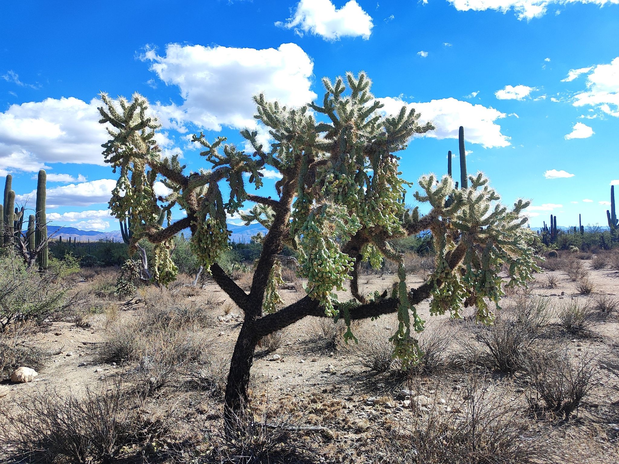 A large cholla cactus stands prominently in a sunny desert landscape. - Sabino Canyon Road – Sabino Canyon Road loop from Sneed Parcel