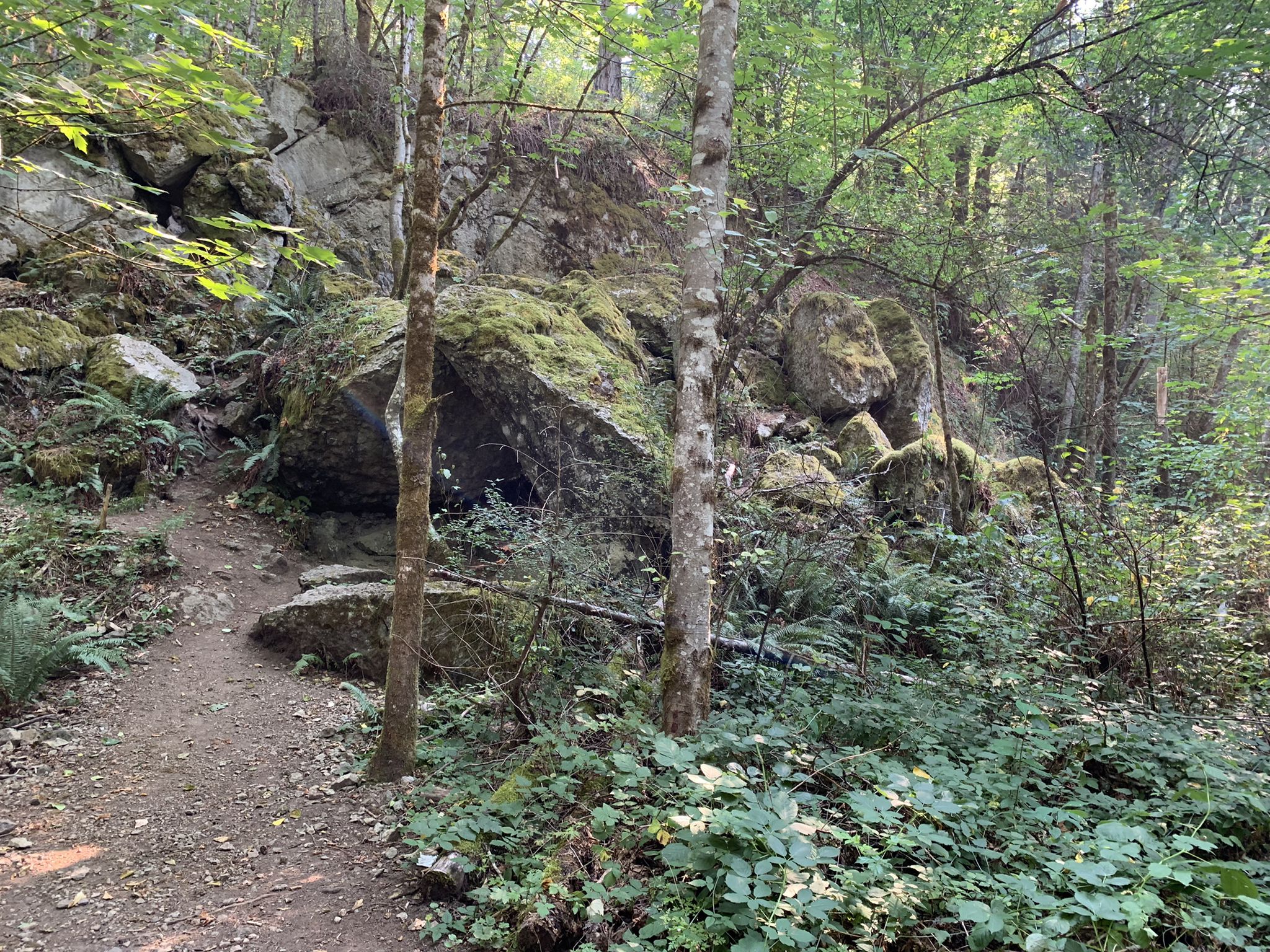 A dirt path winds past large moss-covered boulders in a green forest. - Military Road, Coal Creek Falls, and Wildside Loop