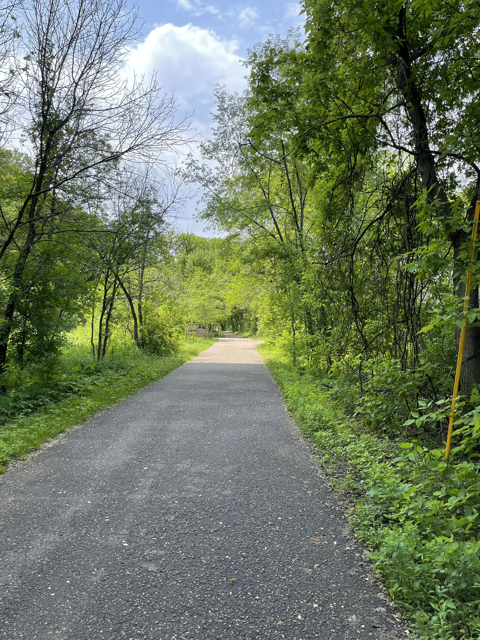 Paved path winding through a lush green forest on a bright day. - Upper Harbor – Cherokee Regional Park loop from Lilydale