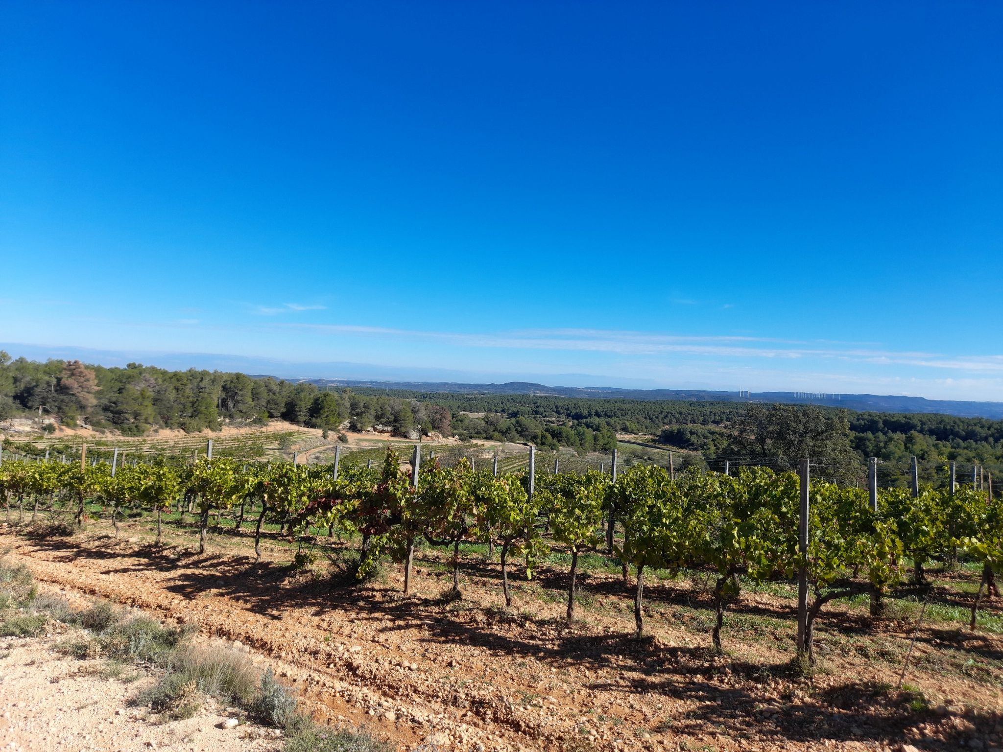 Vinya de Comabarra
