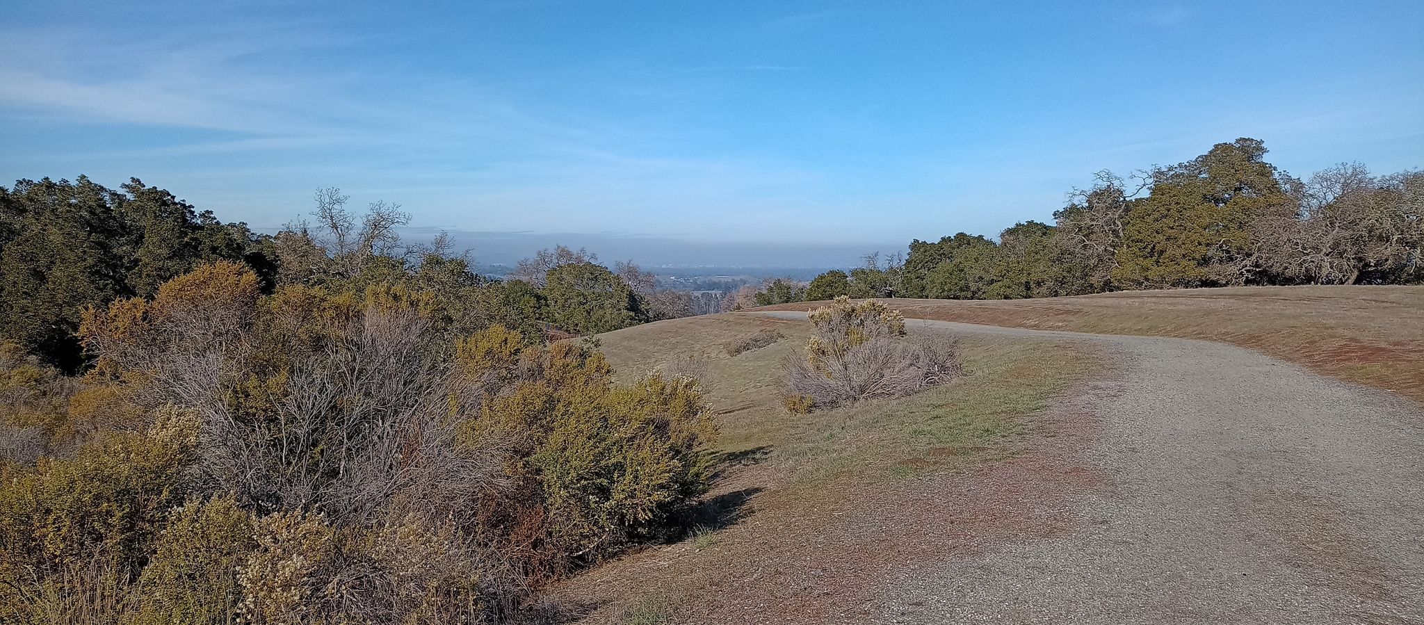 Dirt path winding through grassy hills and trees under a clear sky. - Arastradero Creek Loop