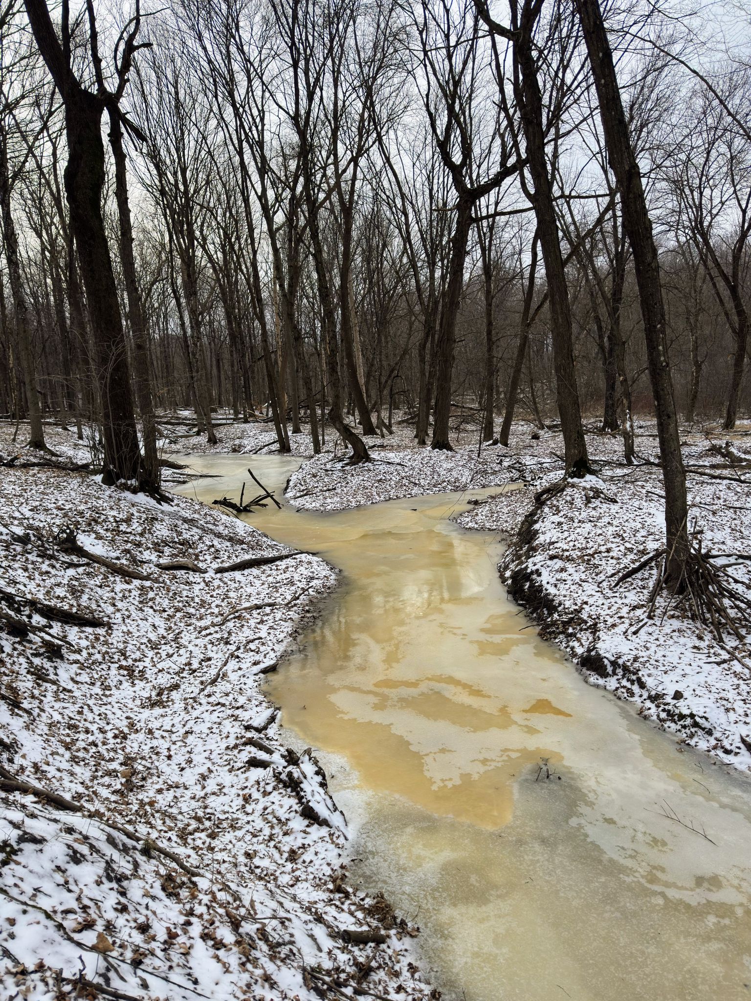 Icy, muddy stream winding through a snowy, bare winter forest. Overcast light. - Wolsfeld Woods Upper and Lower Loops