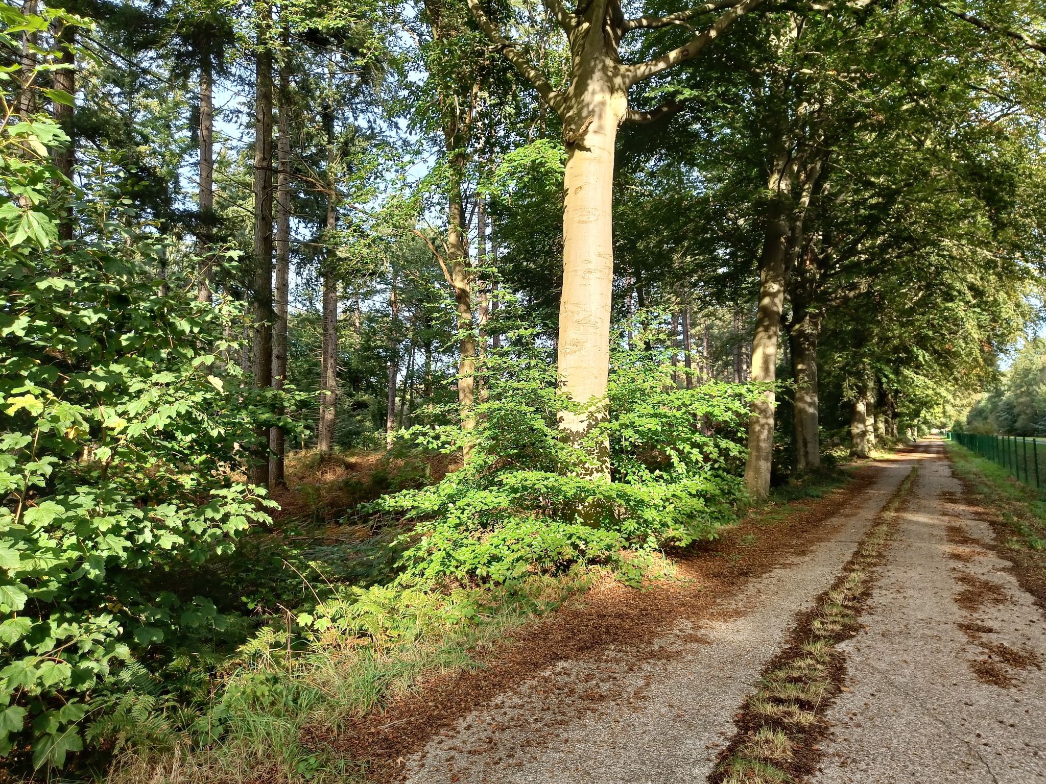 Vrijbos
