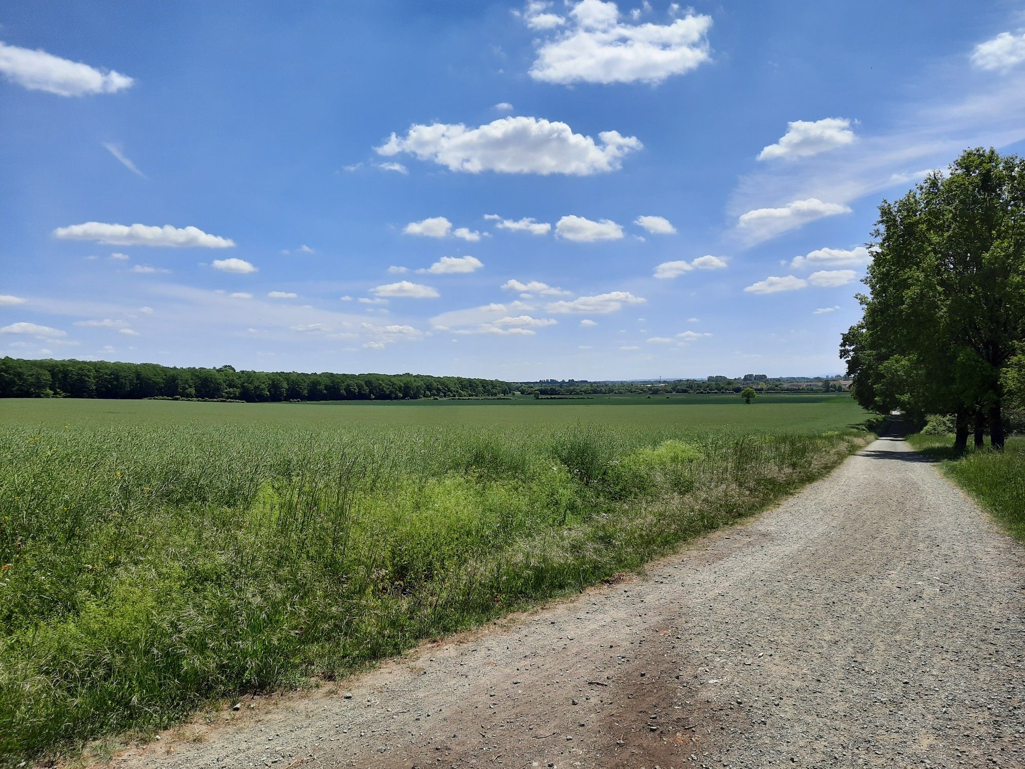 Thune in Sicht