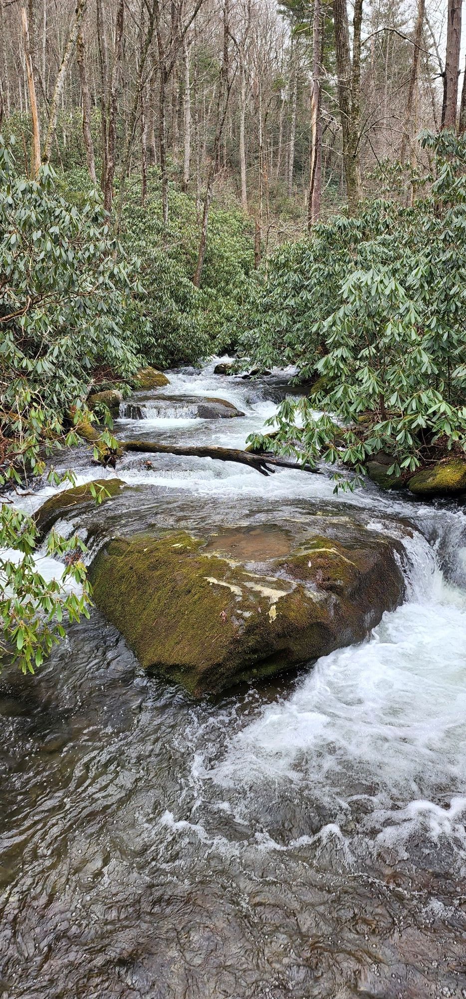 Rushing stream cascades over mossy rocks in a dense forest. - Russell Field and Anthony Creek Trail Loop