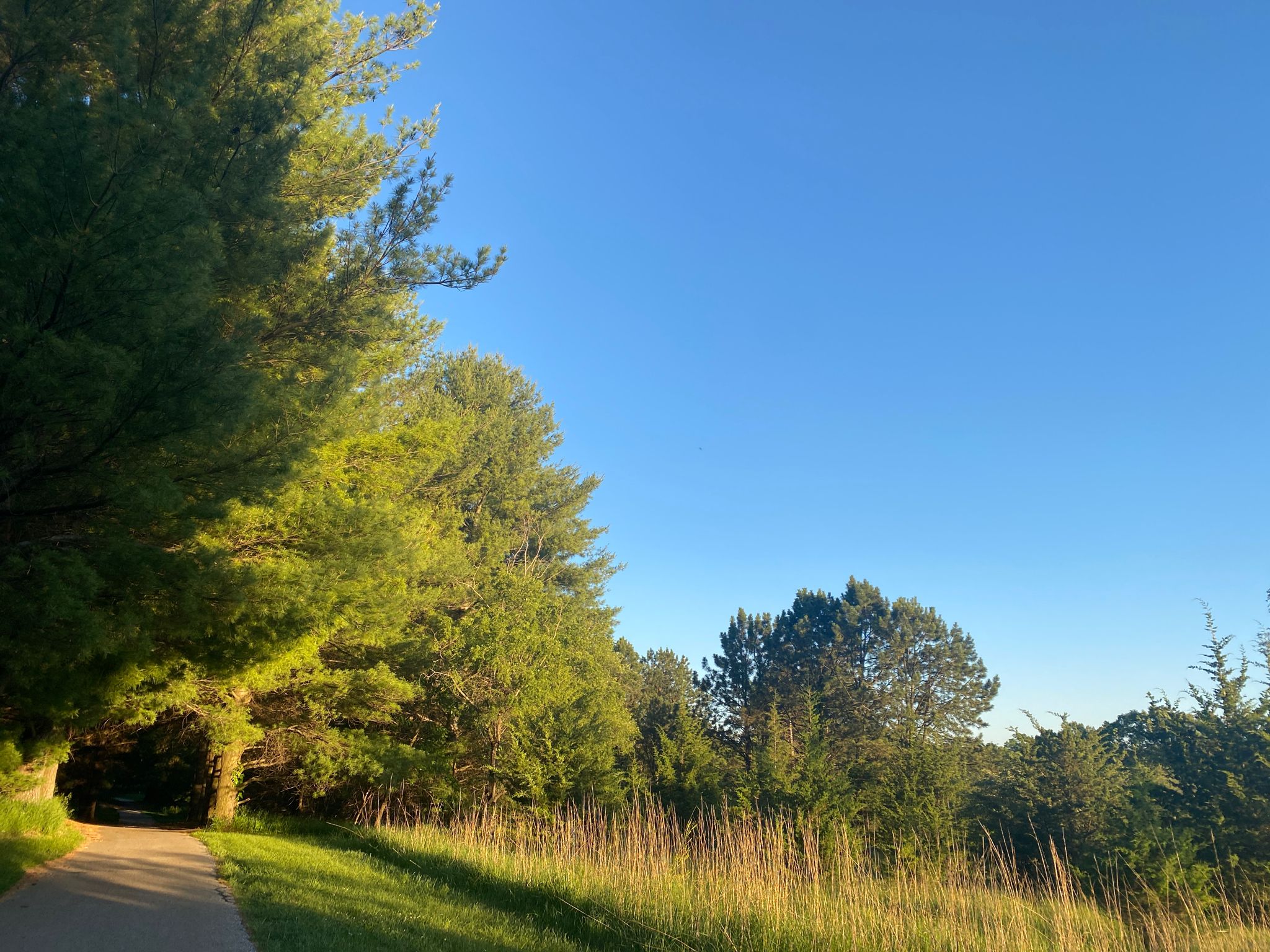 Sunny path alongside tall green trees and a grassy field. - Zorinsky Lake Trail