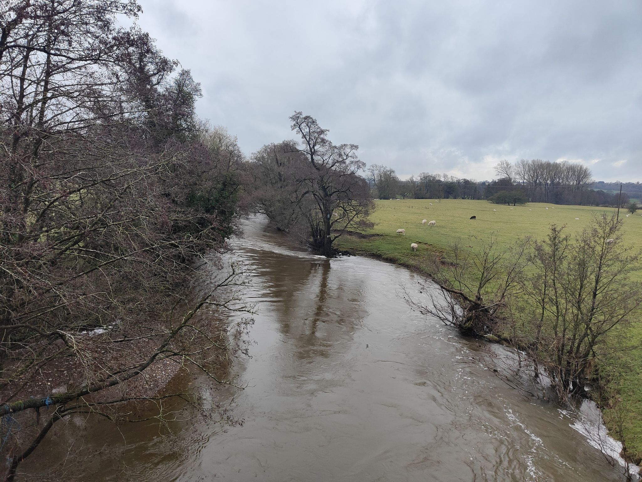 river dove