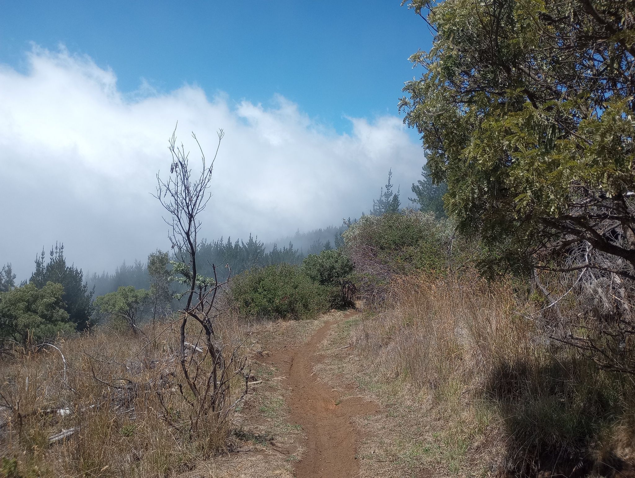 A dirt path winds through dry grass and trees under a cloudy sky. - Mamane Trail and Waipoli Road Loop