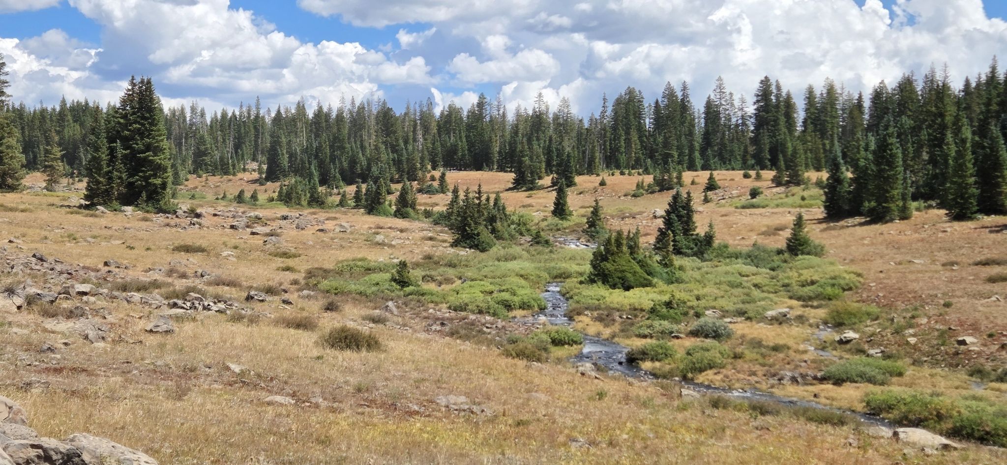 A stream flows through a golden meadow with scattered trees under a cloudy sky. - Flowing Park Road