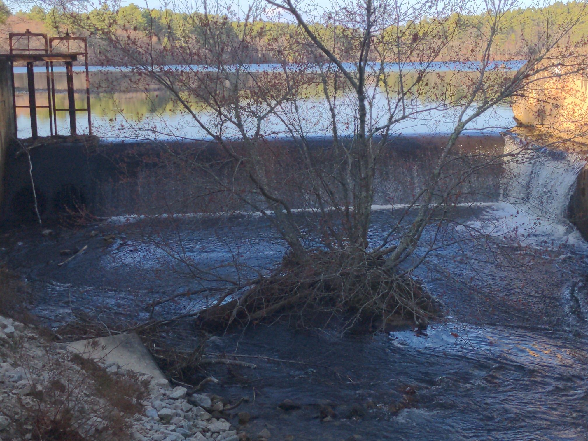 A dam with water flowing over it, a bare tree in the foreground. - Breakheart Pond Loop