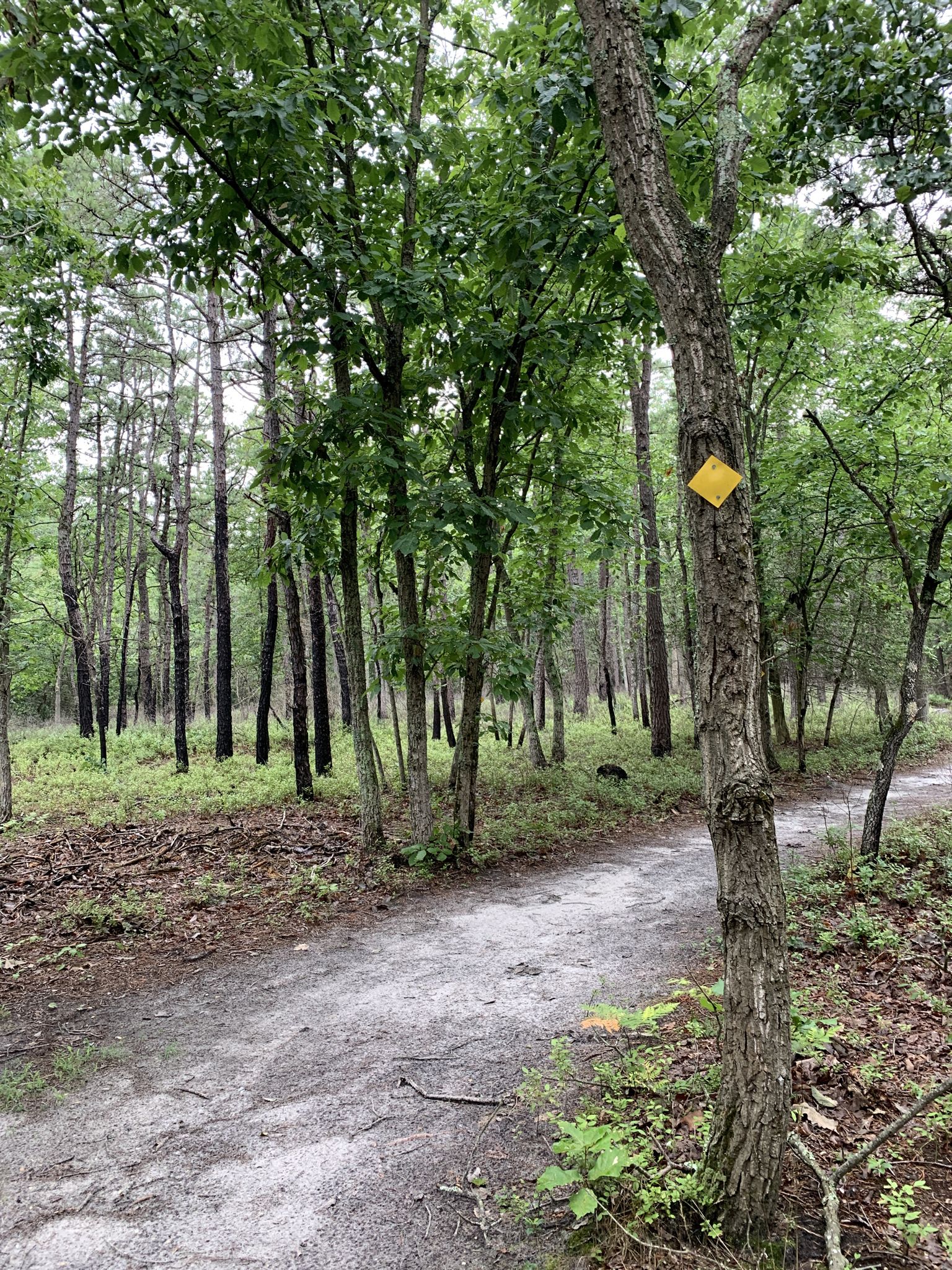 A dirt path winds through a green forest with a yellow trail marker. - Peaceful Partners Trail – Black Run Preserve loop from Evesham Township