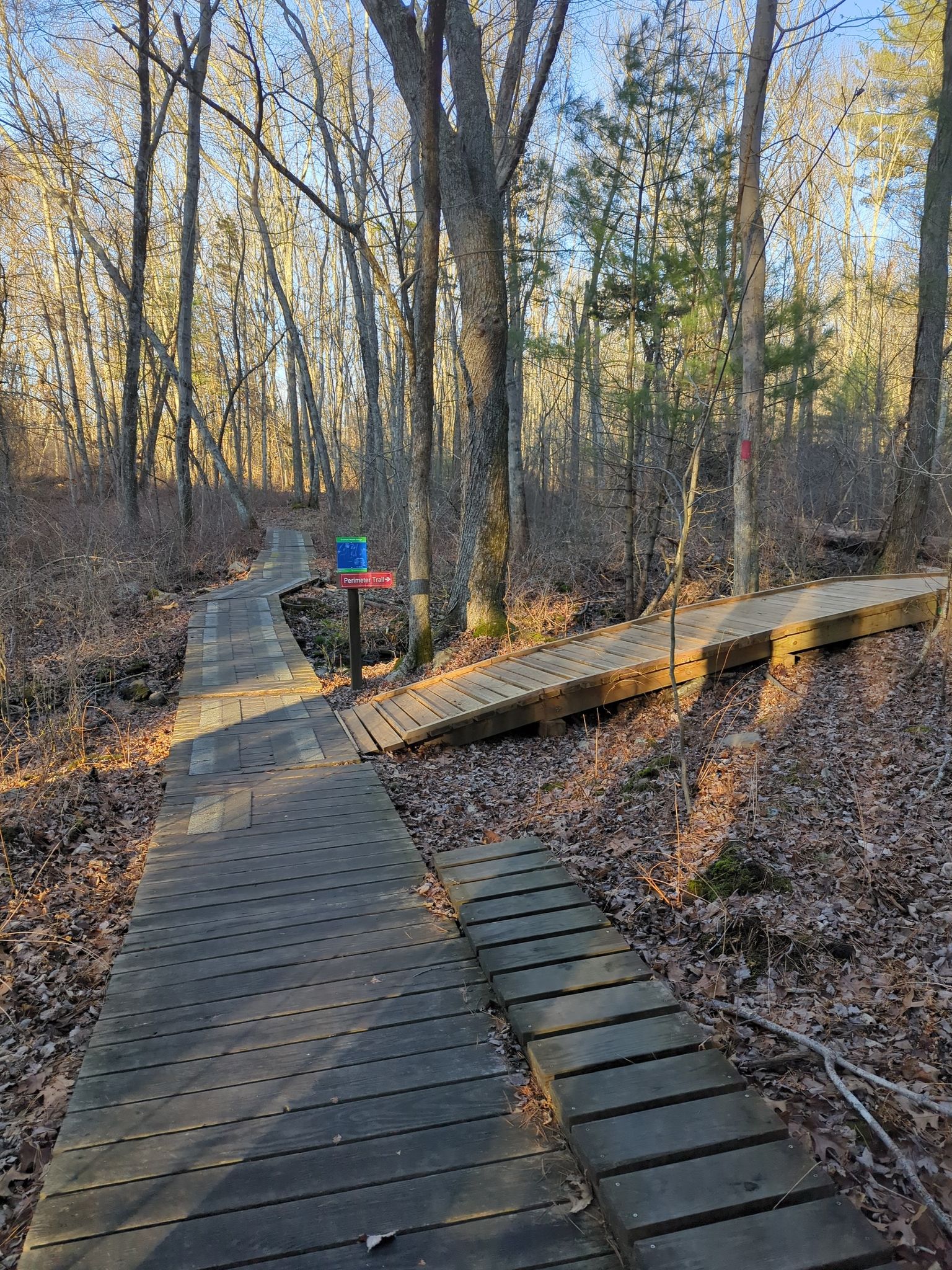 Two wooden boardwalks diverge in a sunlit forest with bare trees. - Cole's Brook Loop