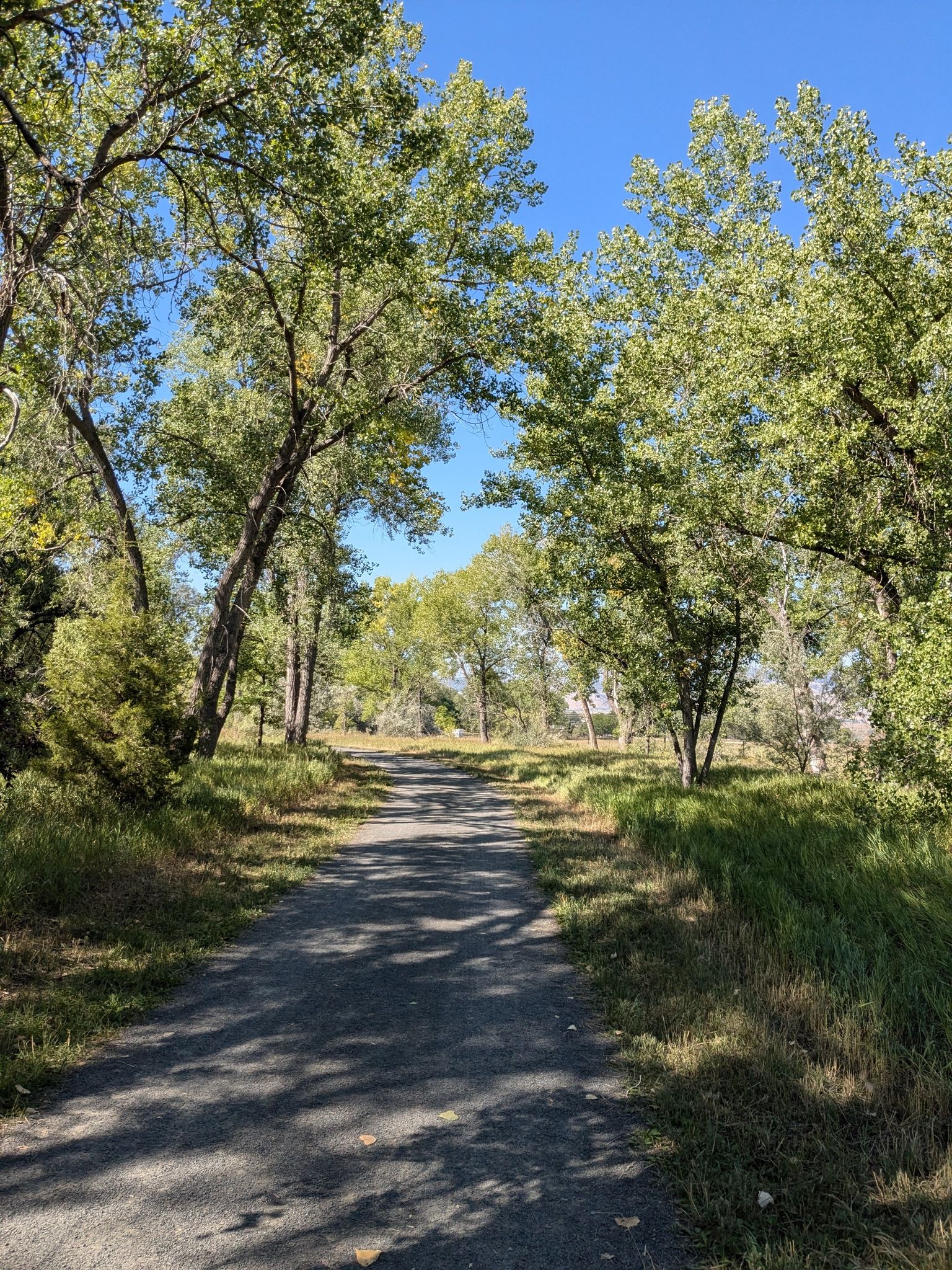 Shaded path through lush green trees on a sunny day. - LOBO and East Boulder Trail Loop