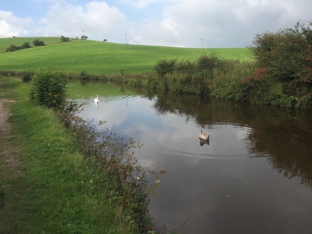 Swans at East Marton