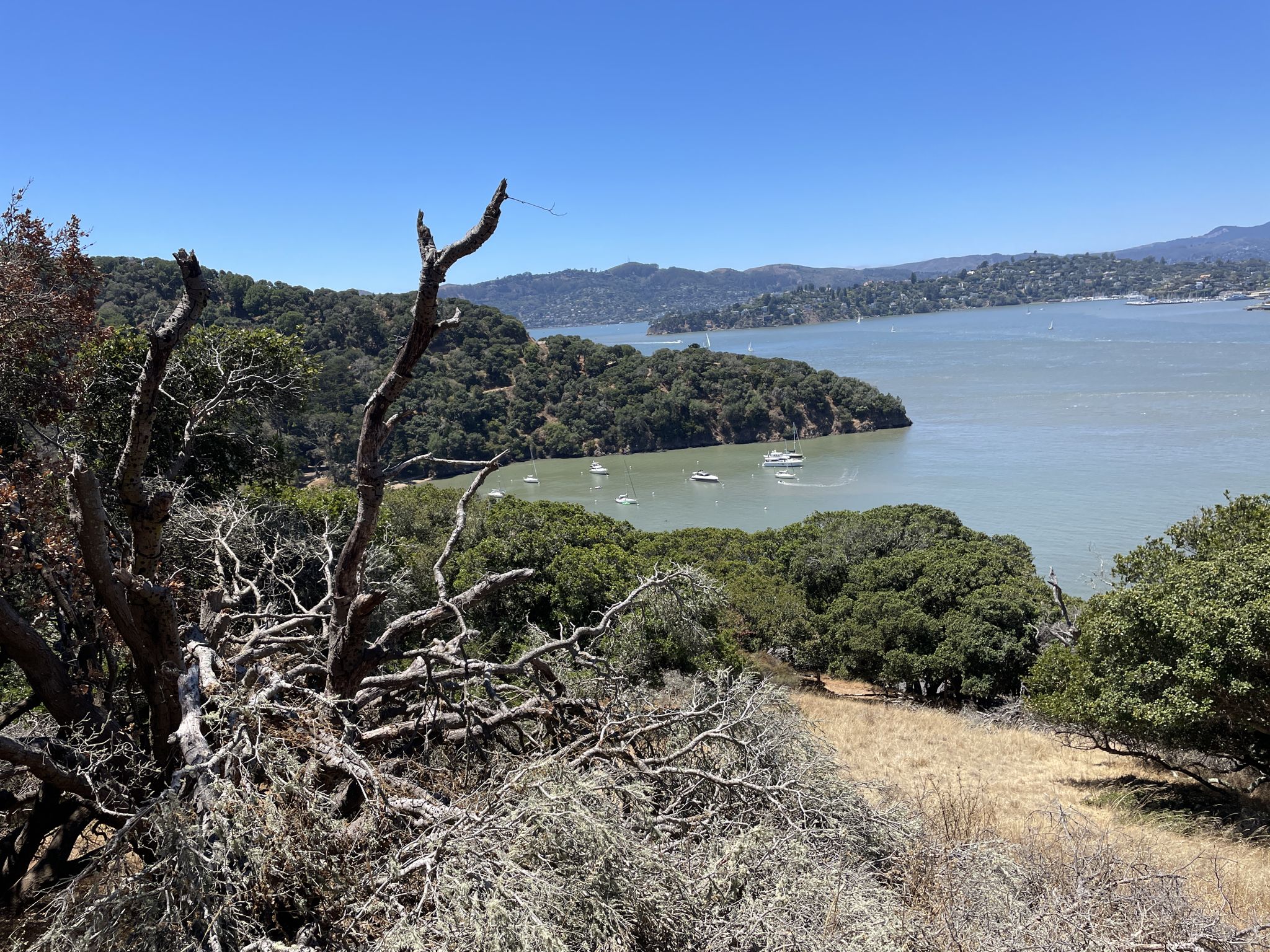 Overgrown branches in foreground, overlooking a bay with boats and green hills. - Hiking loop from Angel Island