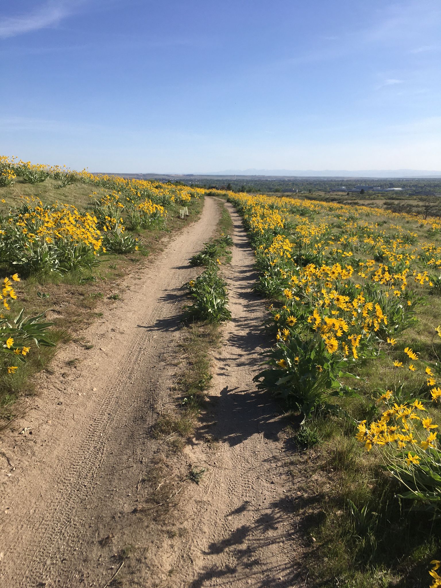 Dirt path winding through a vibrant field of yellow wildflowers under a clear sky. - Bucktail, Shane's, and the Central Ridge Trails