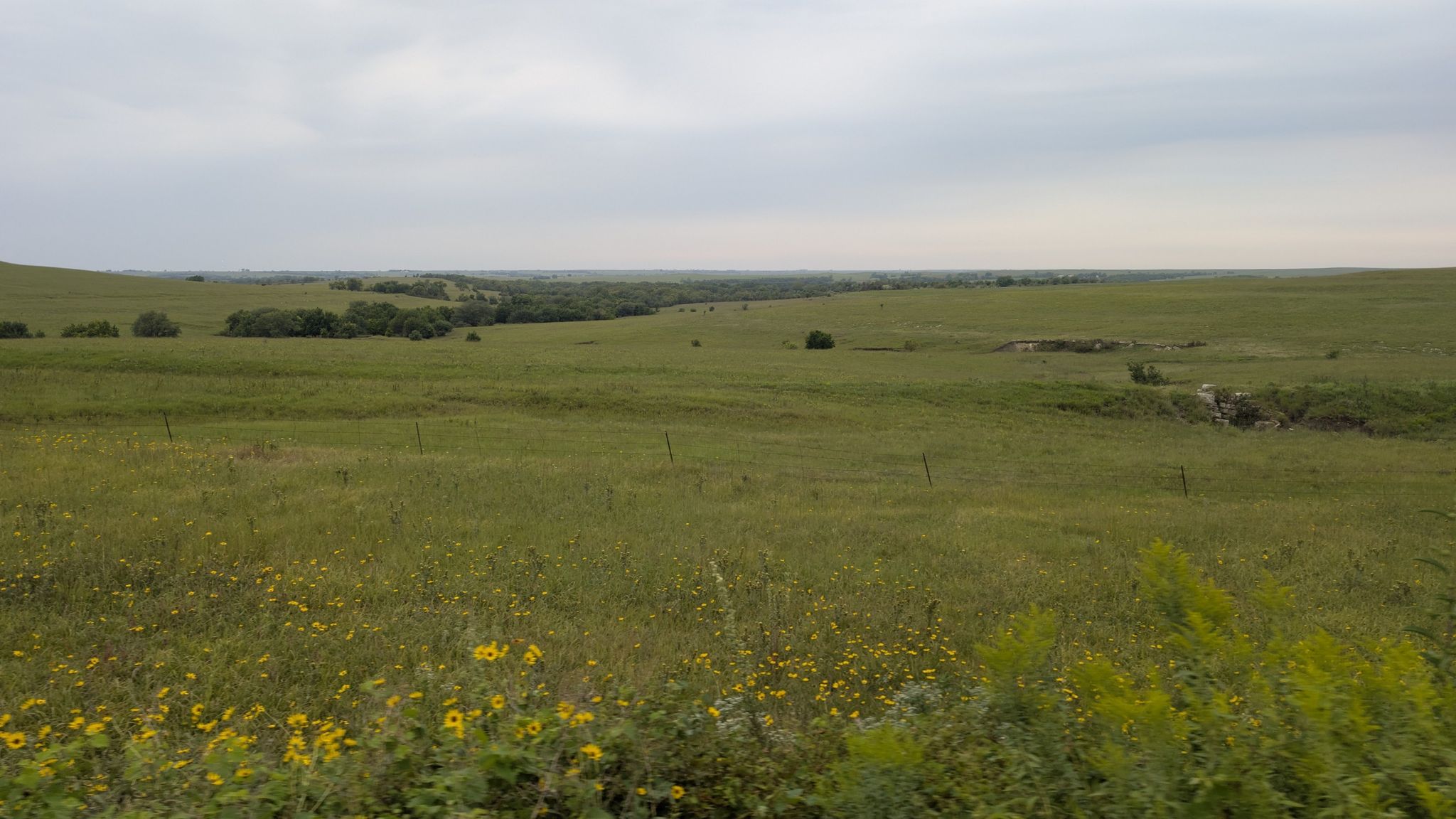 Vast green grassy field with distant trees under an overcast sky. - Flint Hills Trail State Park