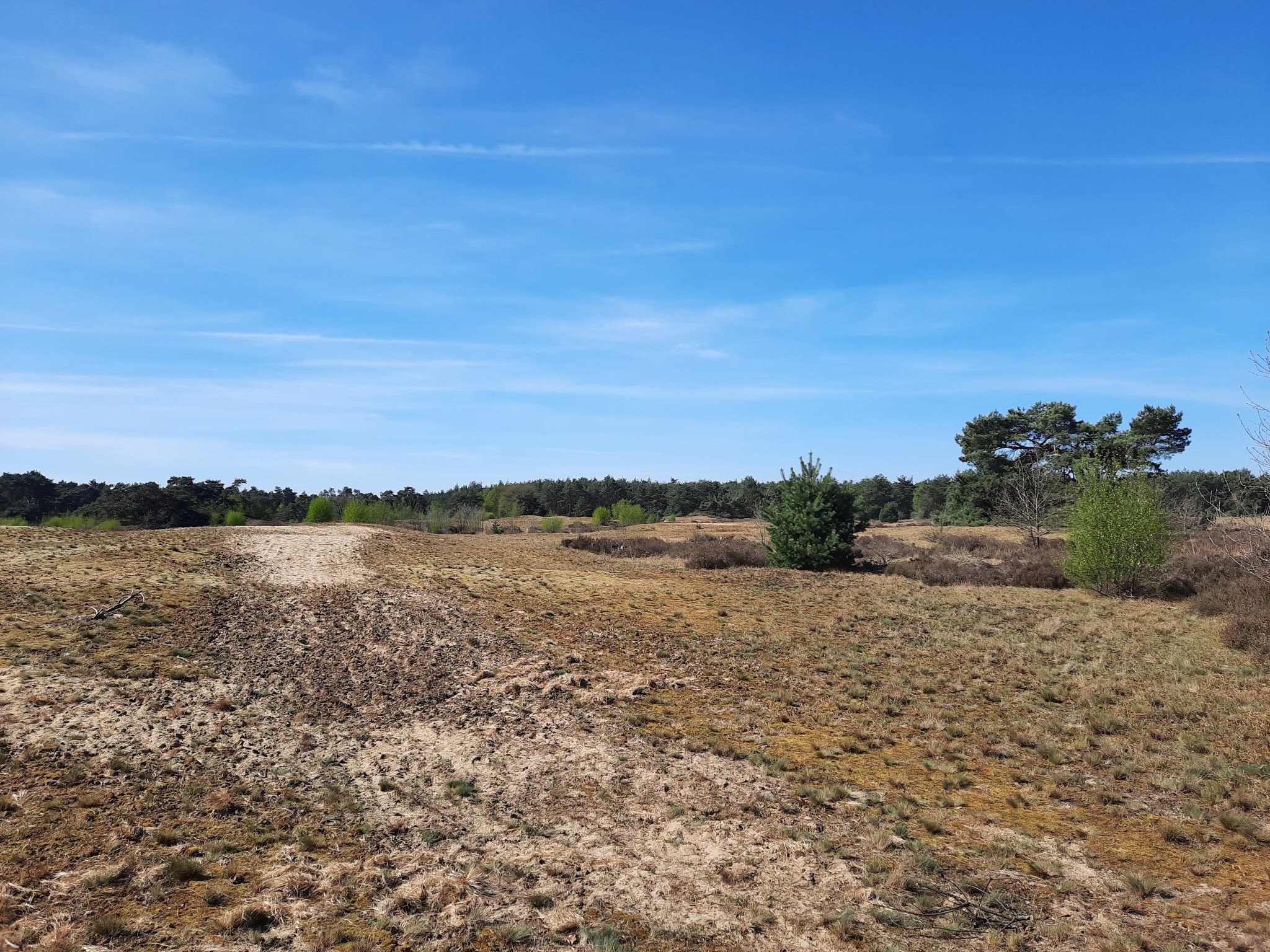 Naturschutzgebiet Bergerheide