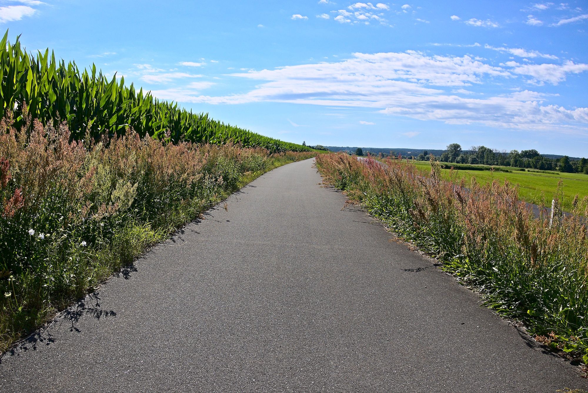 Hübsch eingewachsener Radweg bei Grasmannsdorf